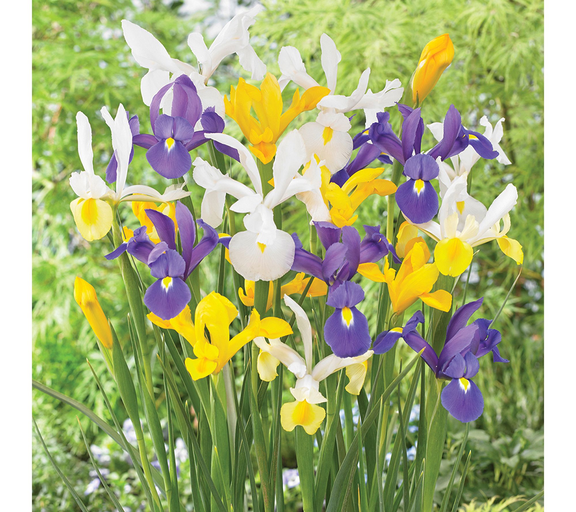 Van Zyverden Dutch Iris Mixed Qty Landscape Set of 2500 Bulbs