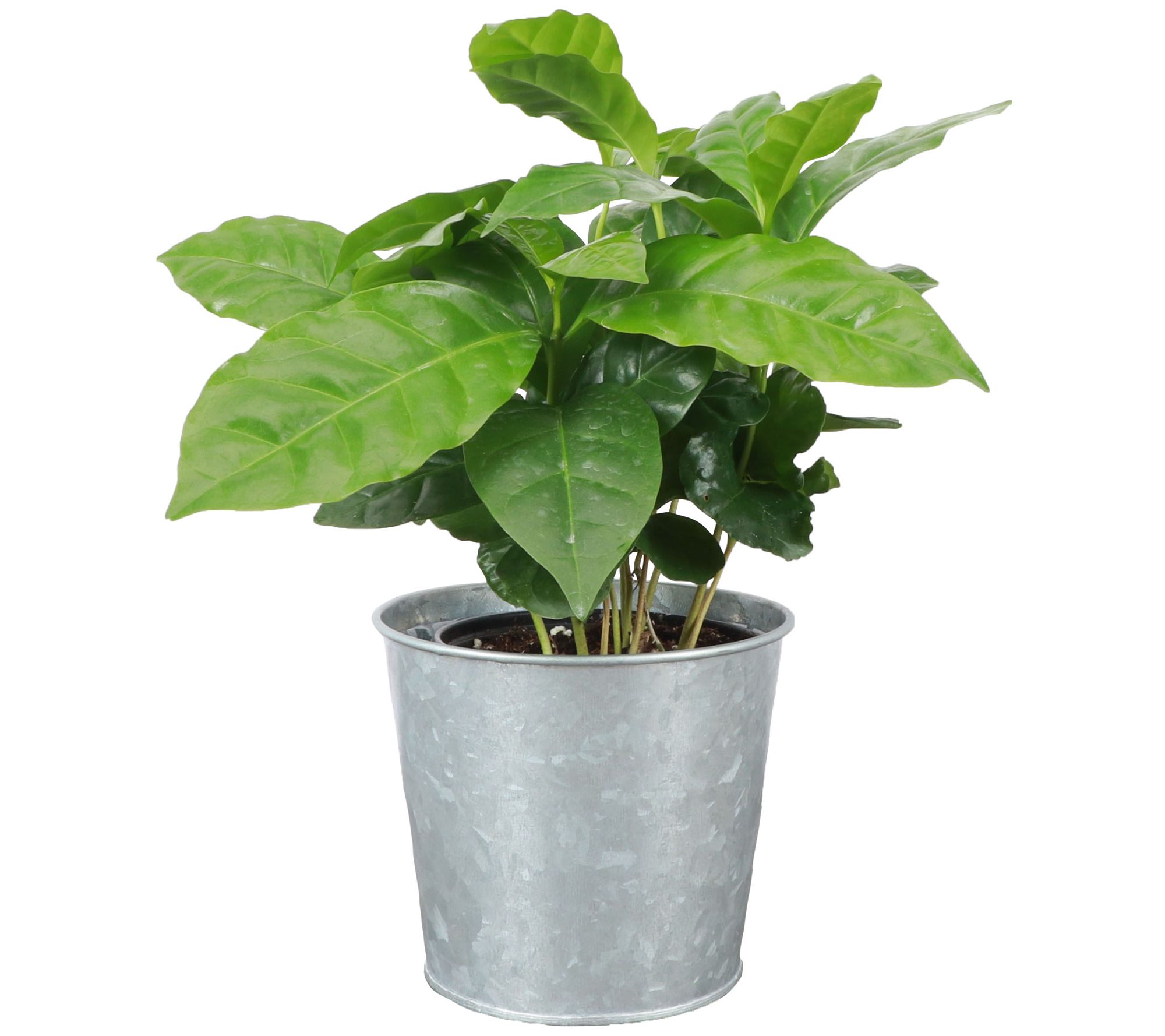 Thorsen's Greenhouse Live 4" Coffee Plant in Metal Pot