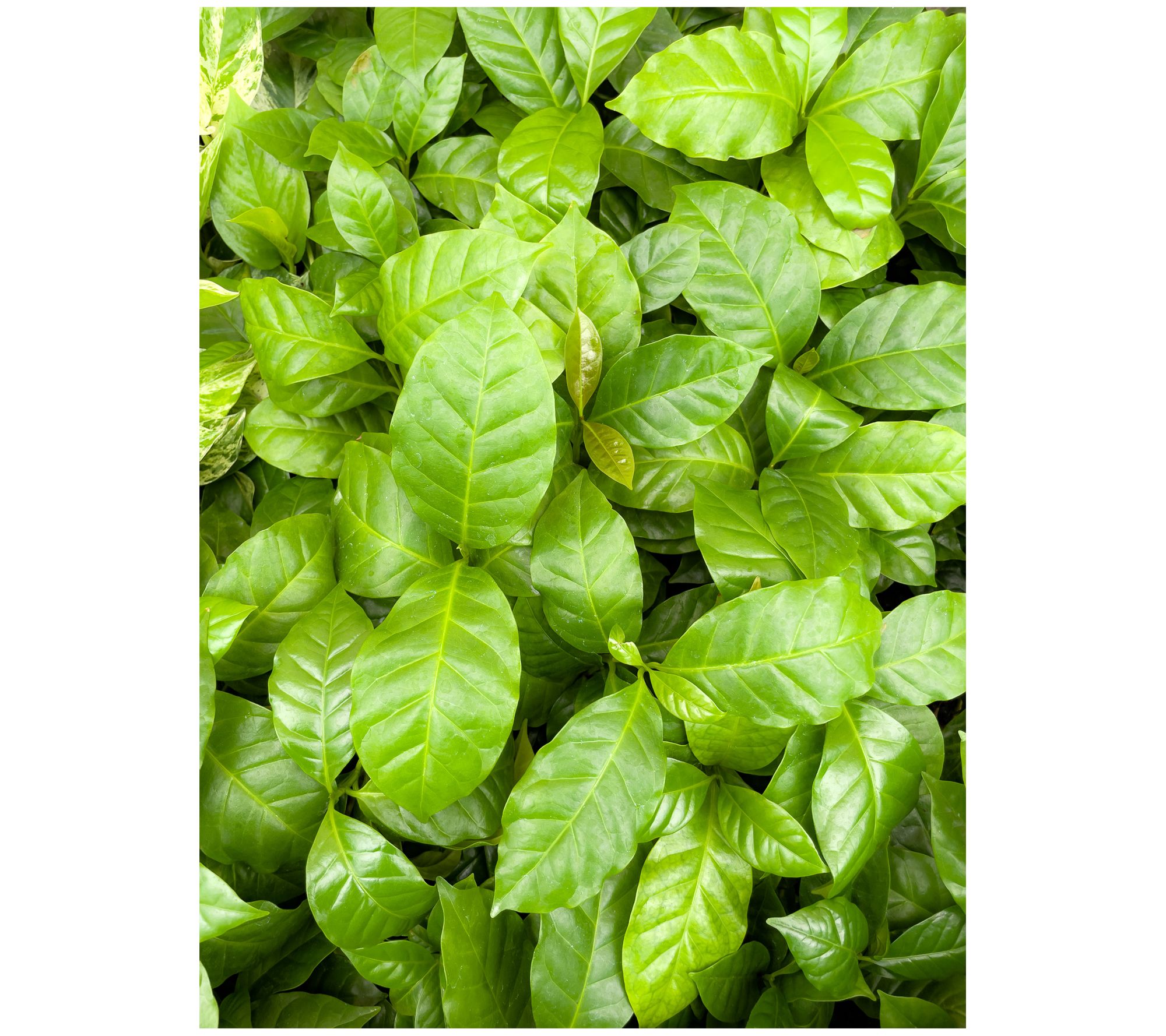 Thorsen's Greenhouse Live 4" Coffee Plant in Metal Pot