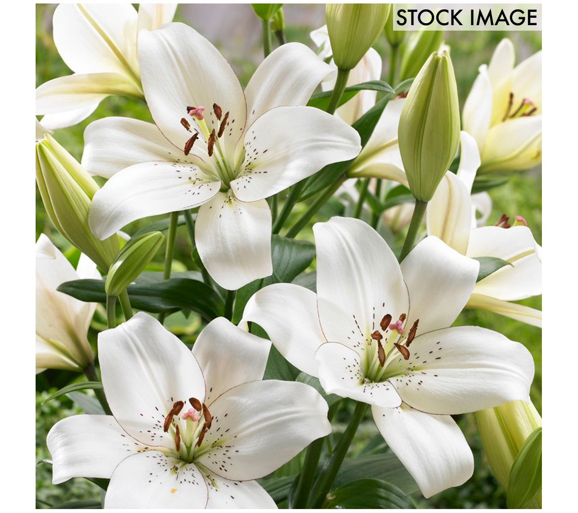 Van Zyverden Lilies Eyeliner Set of 7 Bulbs