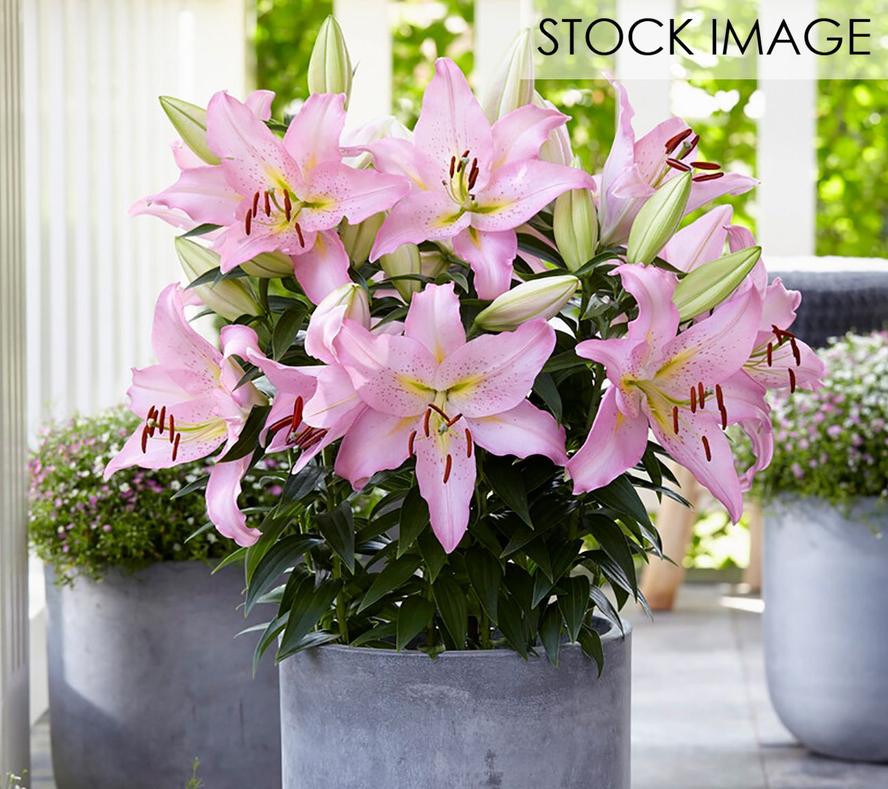 Van Zyverden Patio Smart Romance Lilies Kit