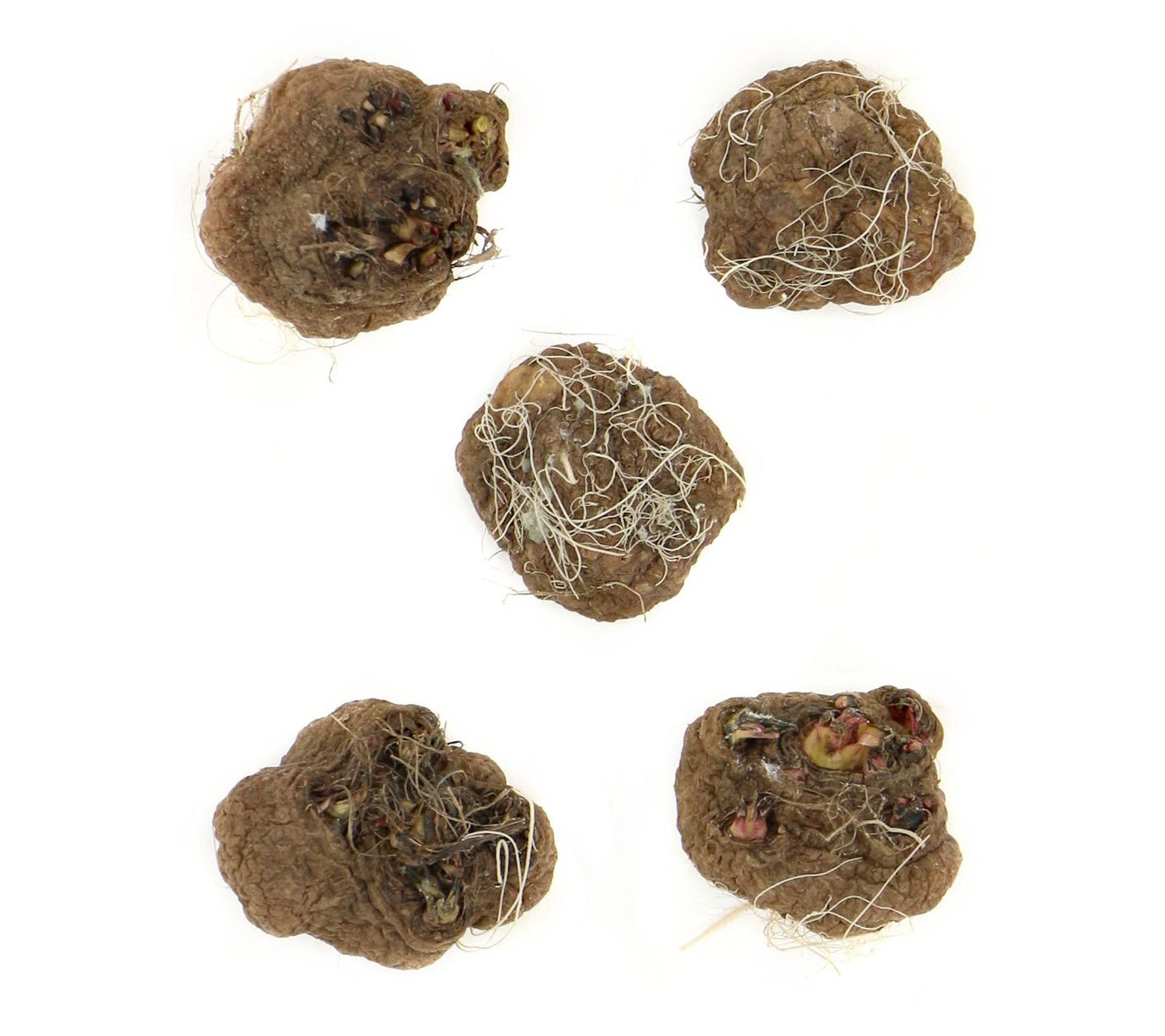 Cottage Farms 5Piece Blazing Stars