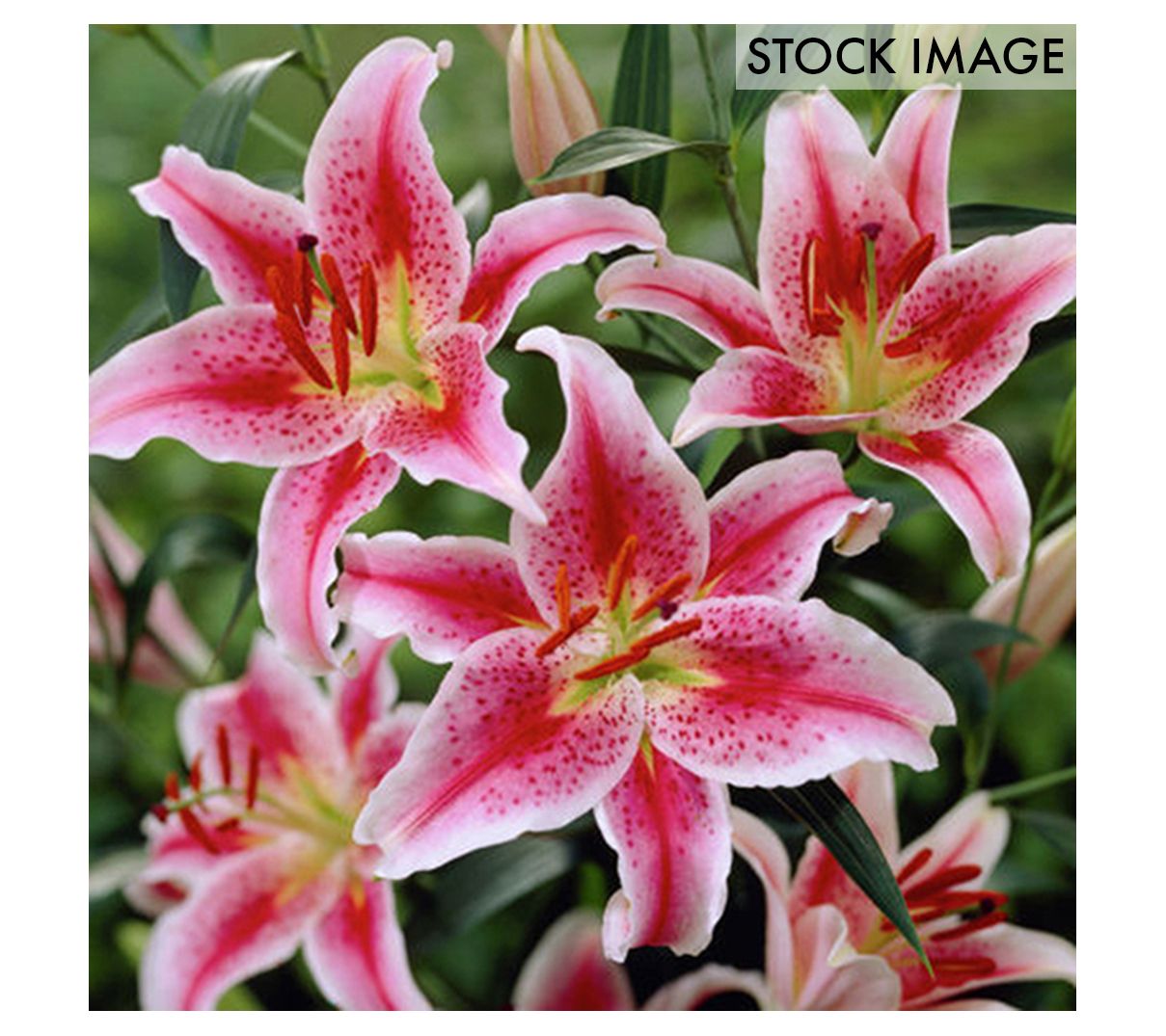 Lilyページ GardenAtoZ - Sexy Lily - Garden A to Z