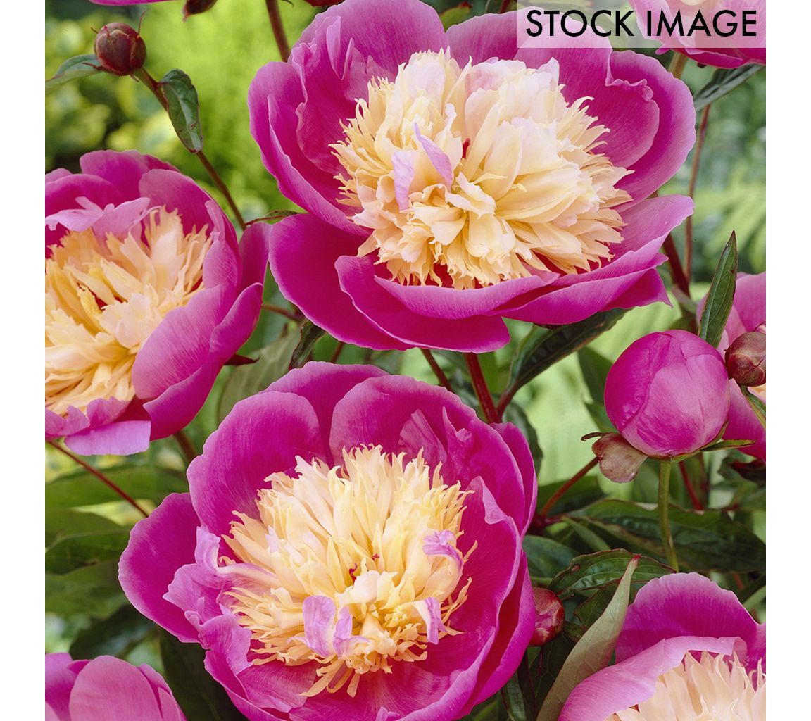 Van Zyverden Peonies Bowl Of Beauty Set of 3 Roots
