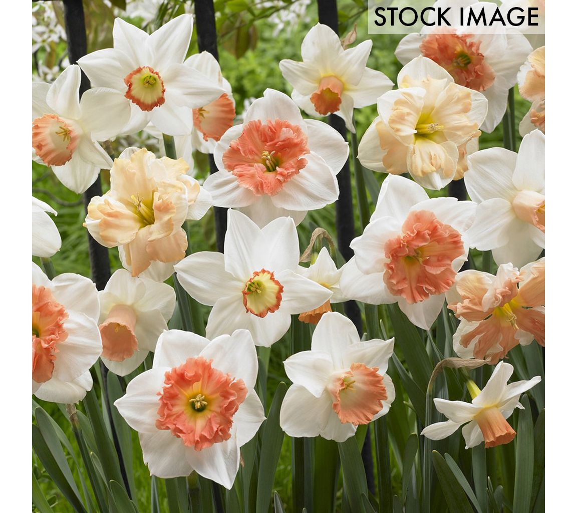 Van Zyverden Daffodils Pink Mixture Set of 100Bulbs