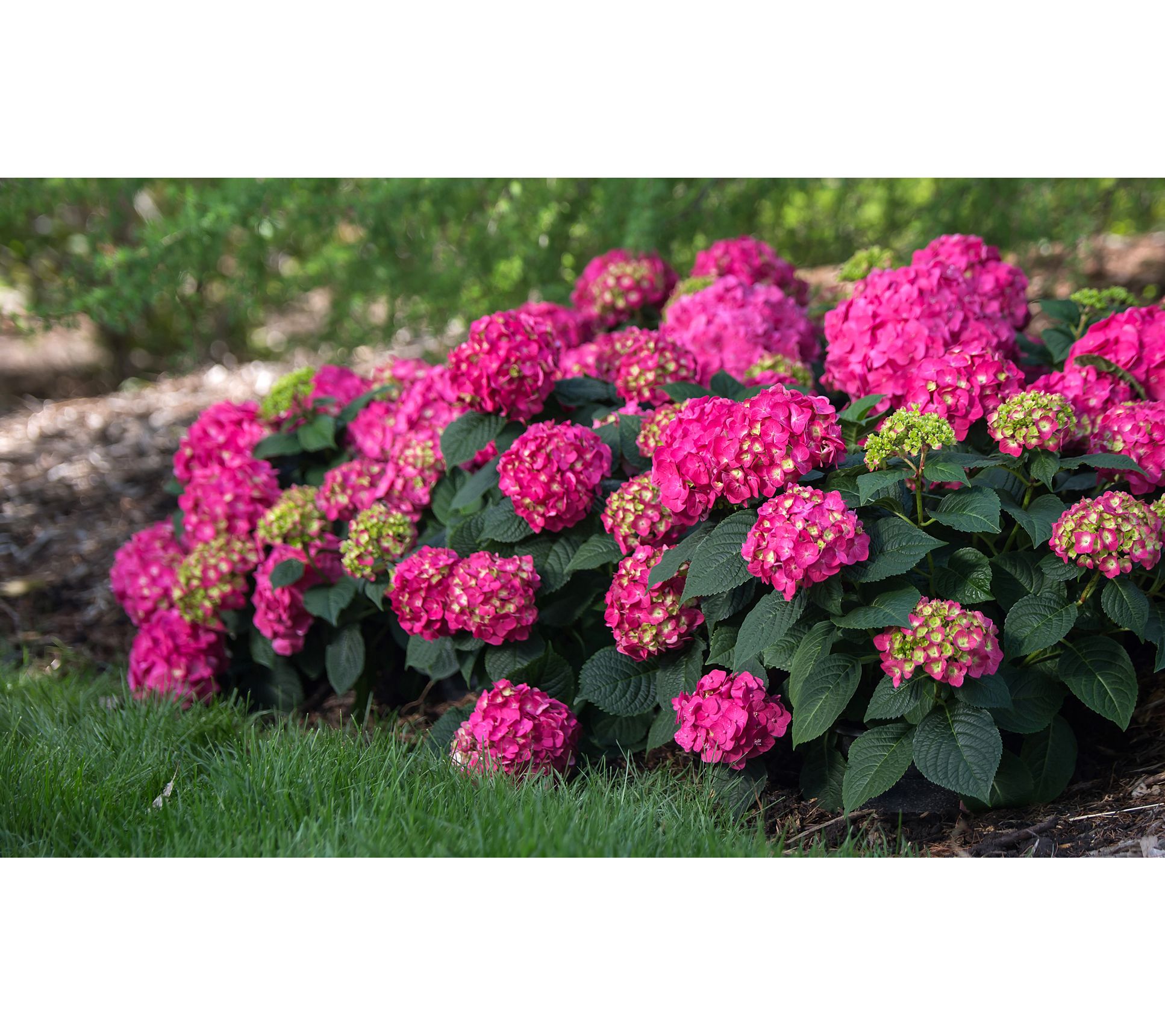 Roberta's 1-Pc. Summer Crush Bigleaf Hydrangea