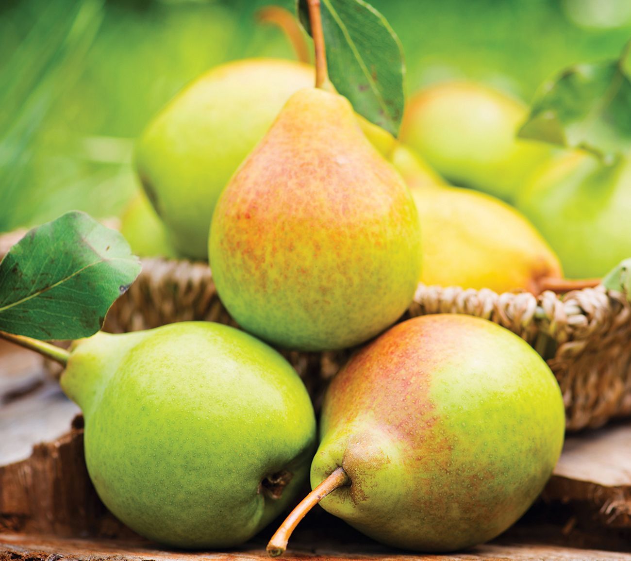 Van Zyverden Pear Tree Kieffer Root Stock