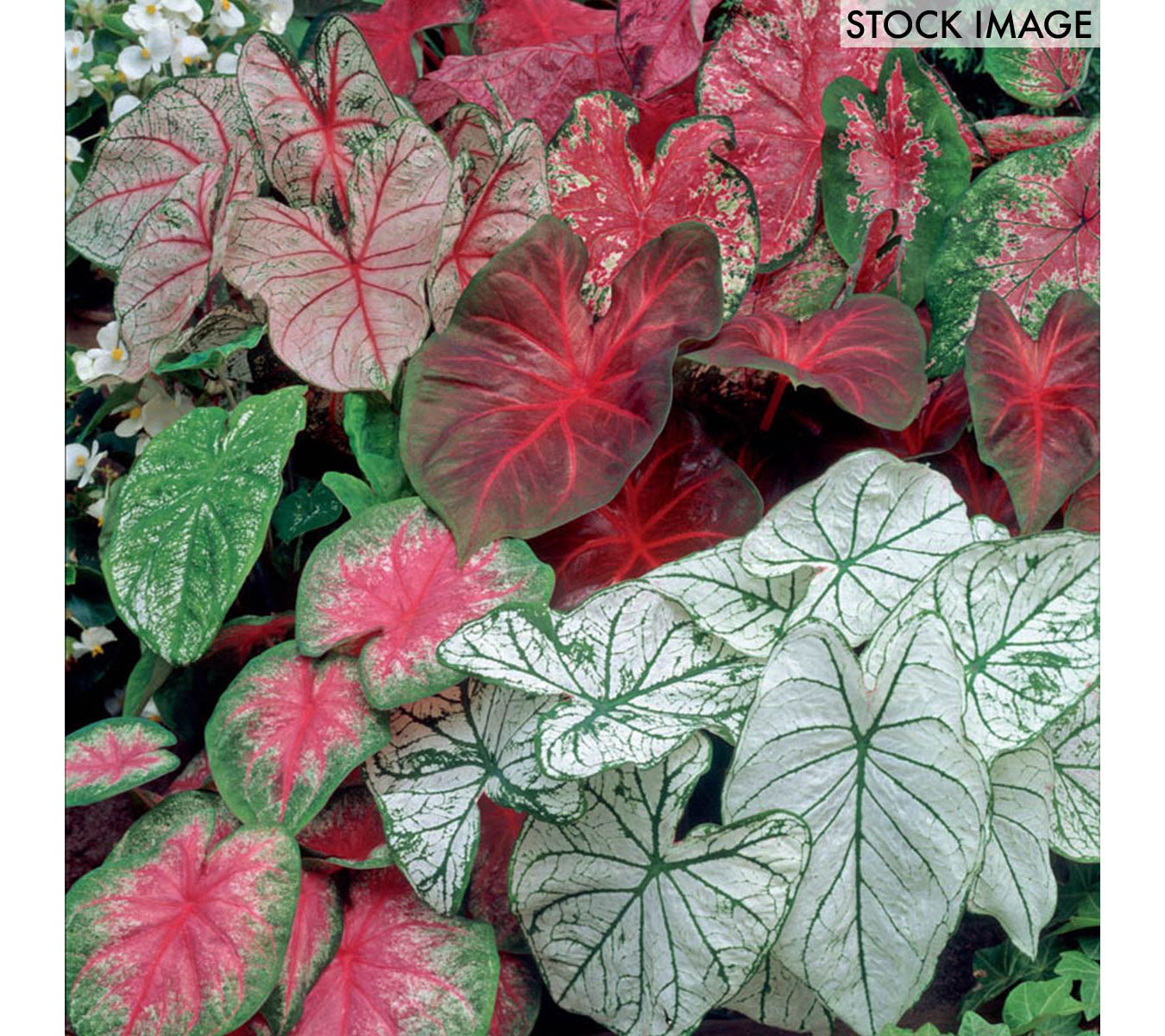 Van Zyverden Caladiums Fancy Leaf Mixed Set of18 Bulbs