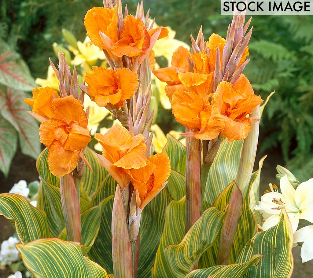 Van Zyverden Cannas Pretoria Set of 5 Bulbs