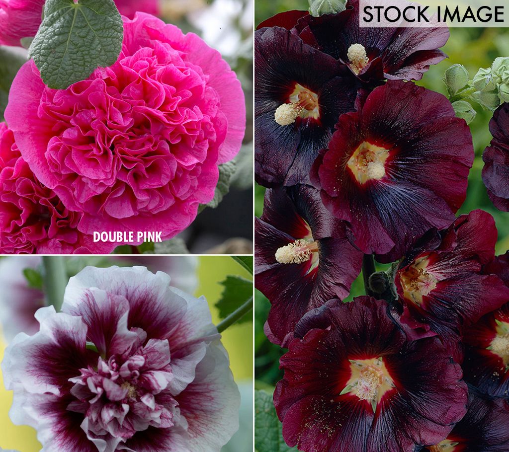 Van Zyverden Hollyhocks Collection 3 VarietiesSet of 15 Roots