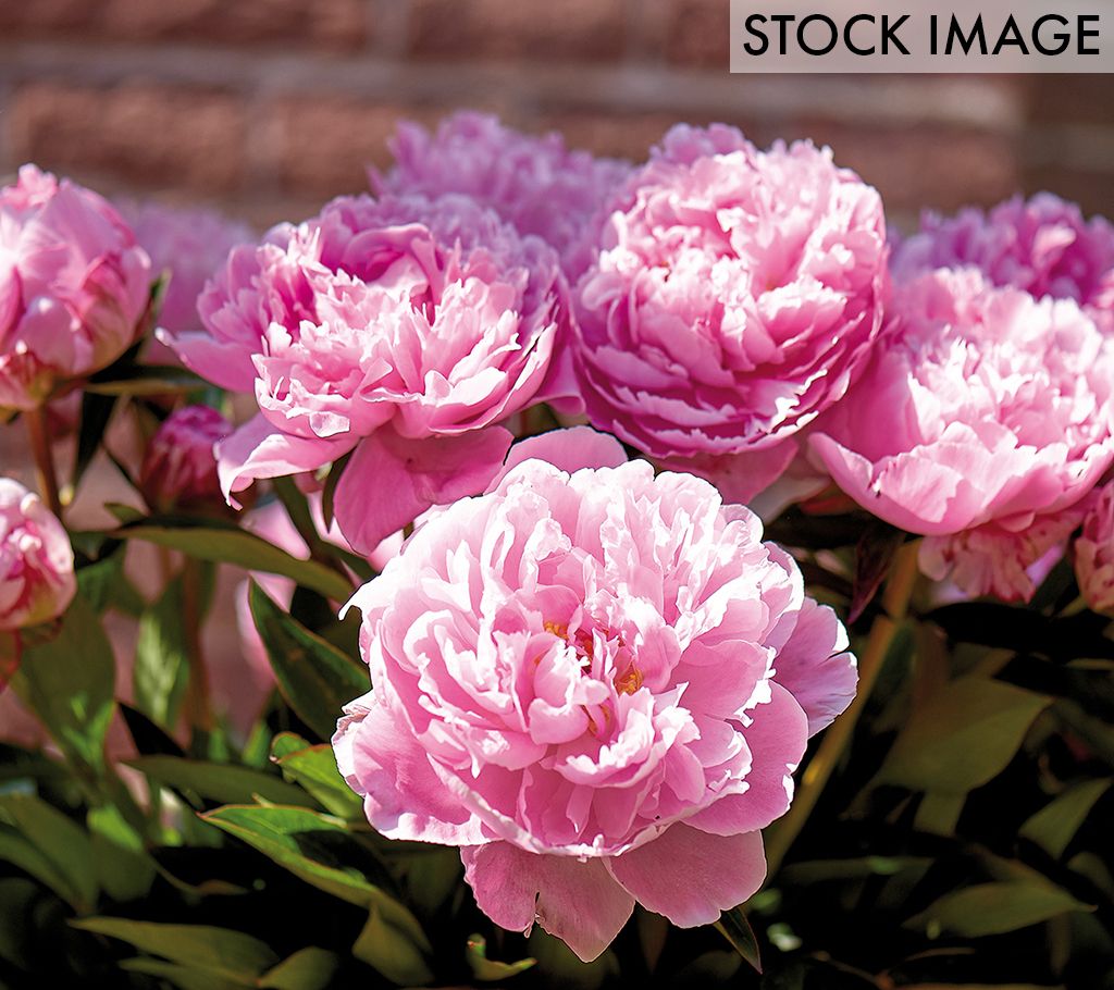 Van Zyverden Peonies Sarah Bernhardt, Set of 5 Roots