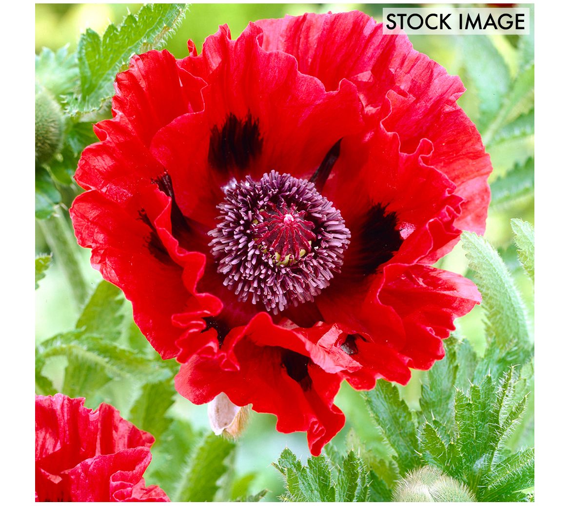 Van Zyverden Poppies Red Set of 5 Roots