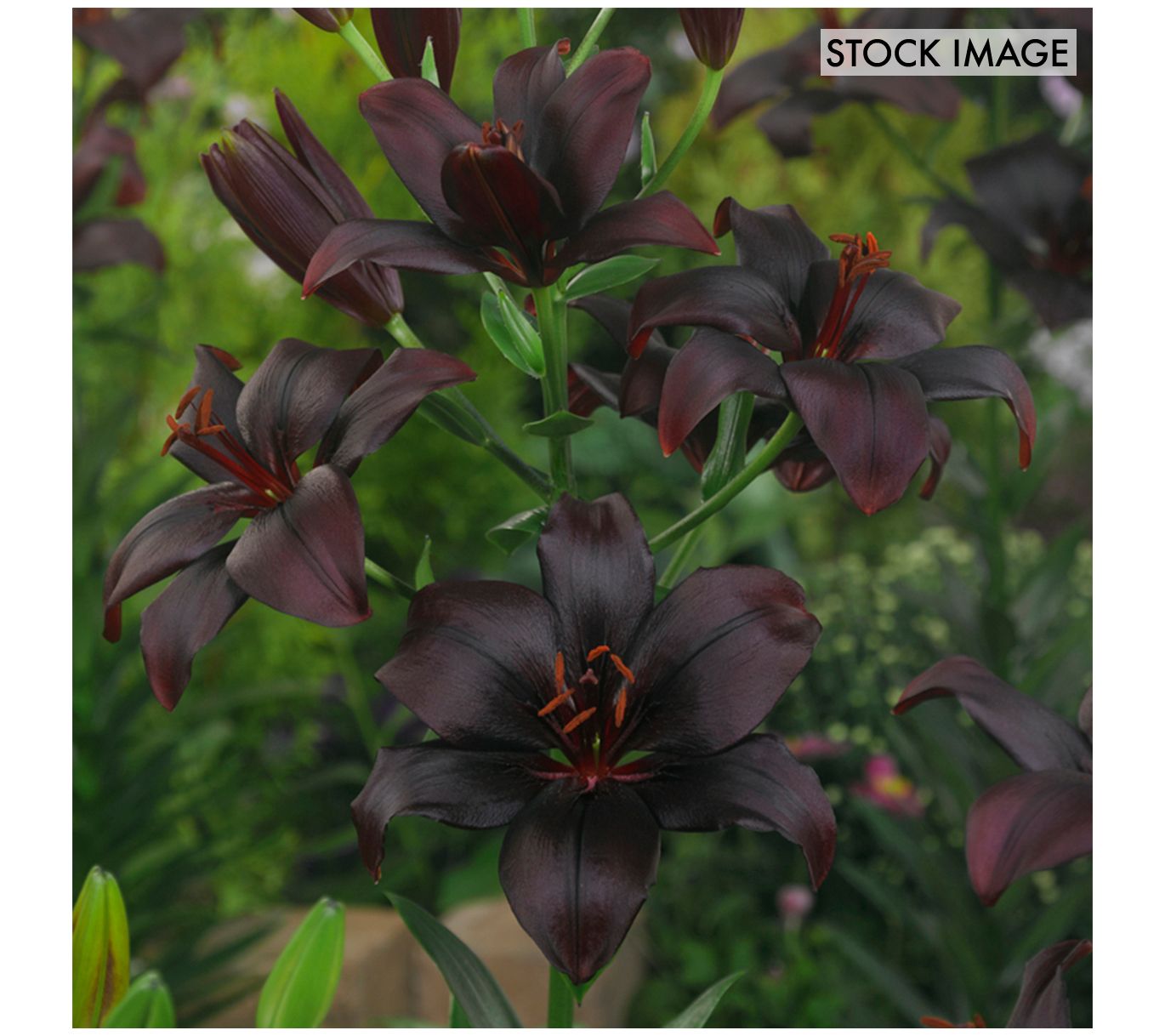 Van Zyverden Lilies Asiatic Black Charm Set of 7 Bulbs