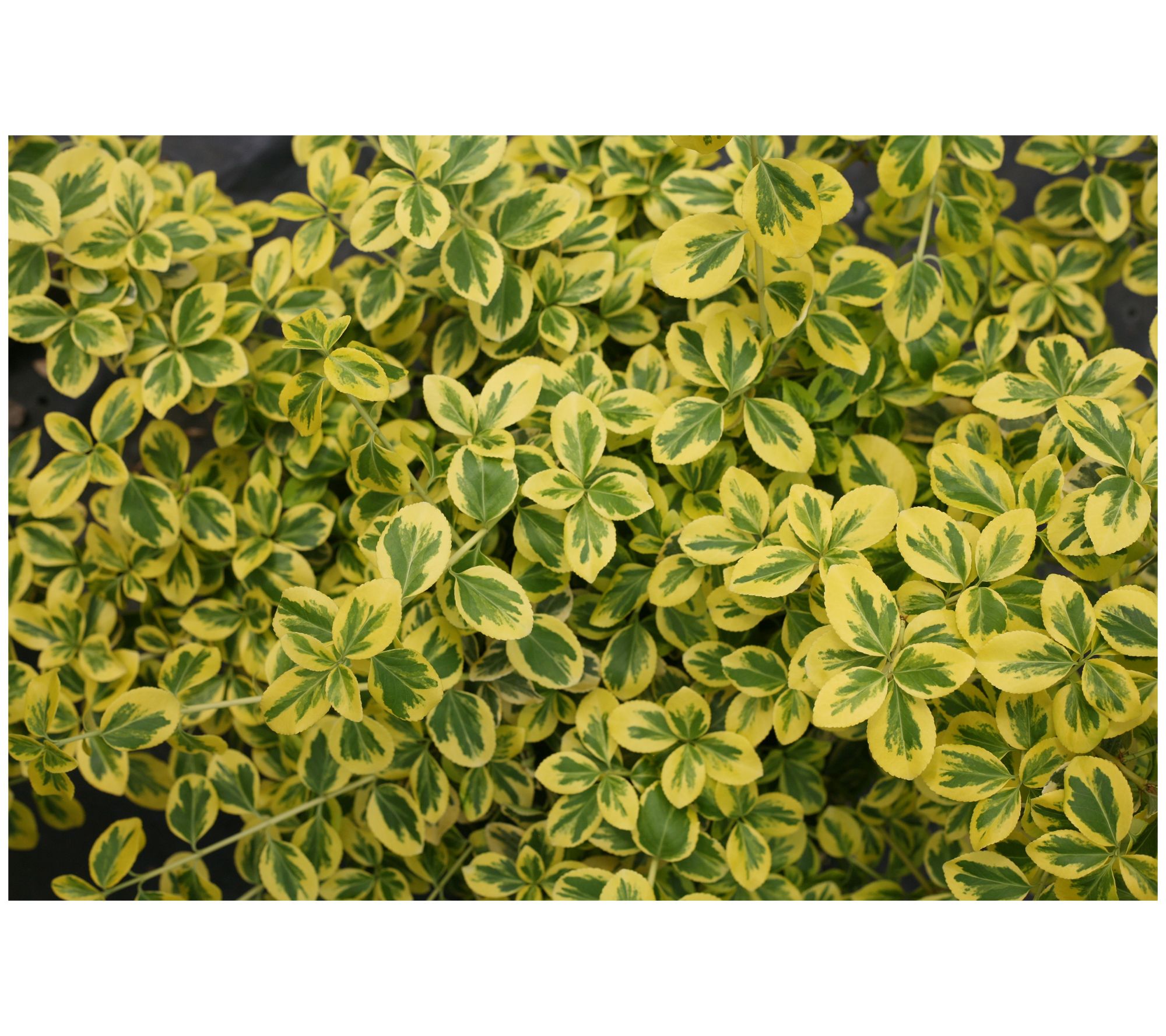 Roberta's 1-Piece Gold Splash Wintercreeper