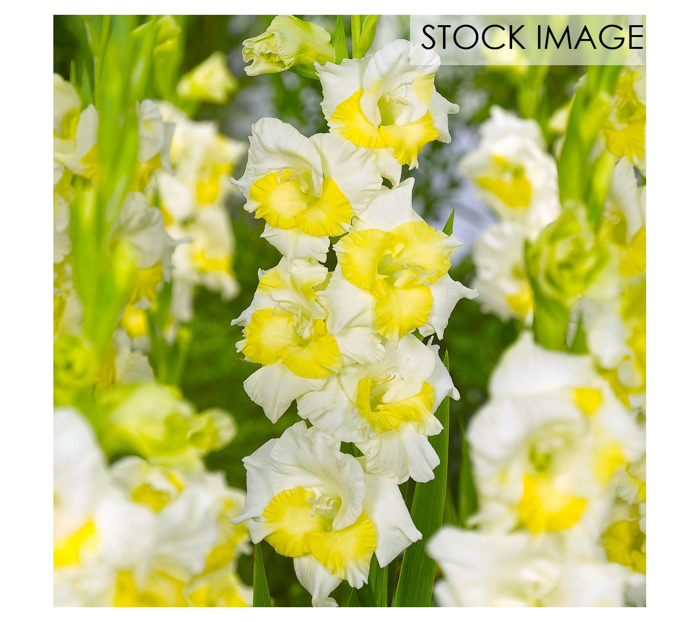 Van Zyverden Gladiolus Large Buggy Set of 12 Bulbs