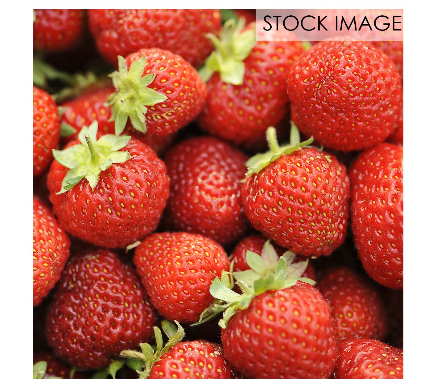 Van Zyverden Junebearing Strawberries Honeoye Set of 20 Roots