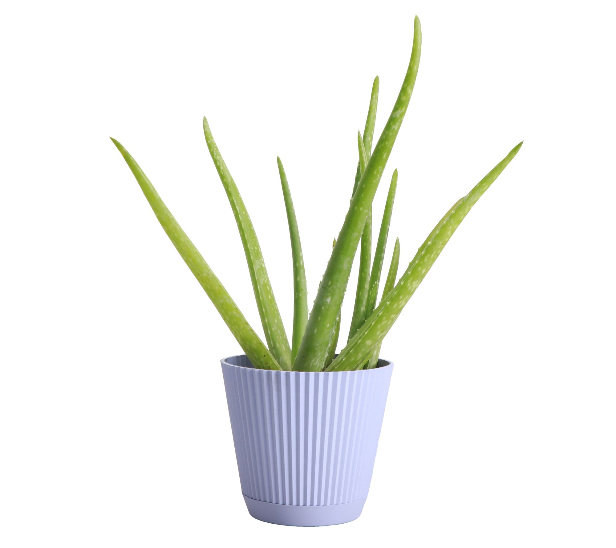 Thorsen's Greenhouse Live 4" Aloe Vera Plant in  Ruffle Pot