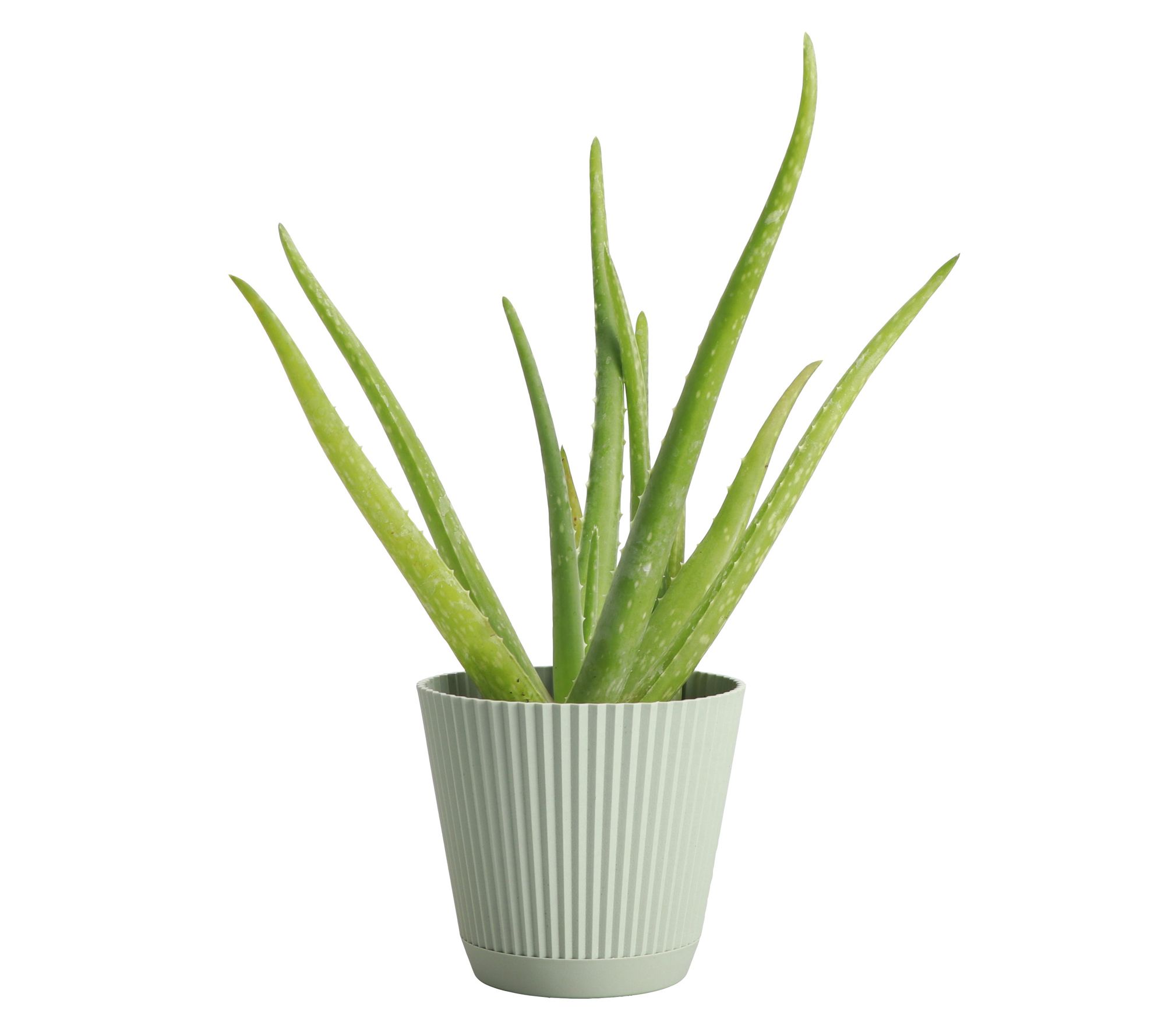 Thorsen's Greenhouse Live 4" Aloe Vera Plant in  Ruffle Pot