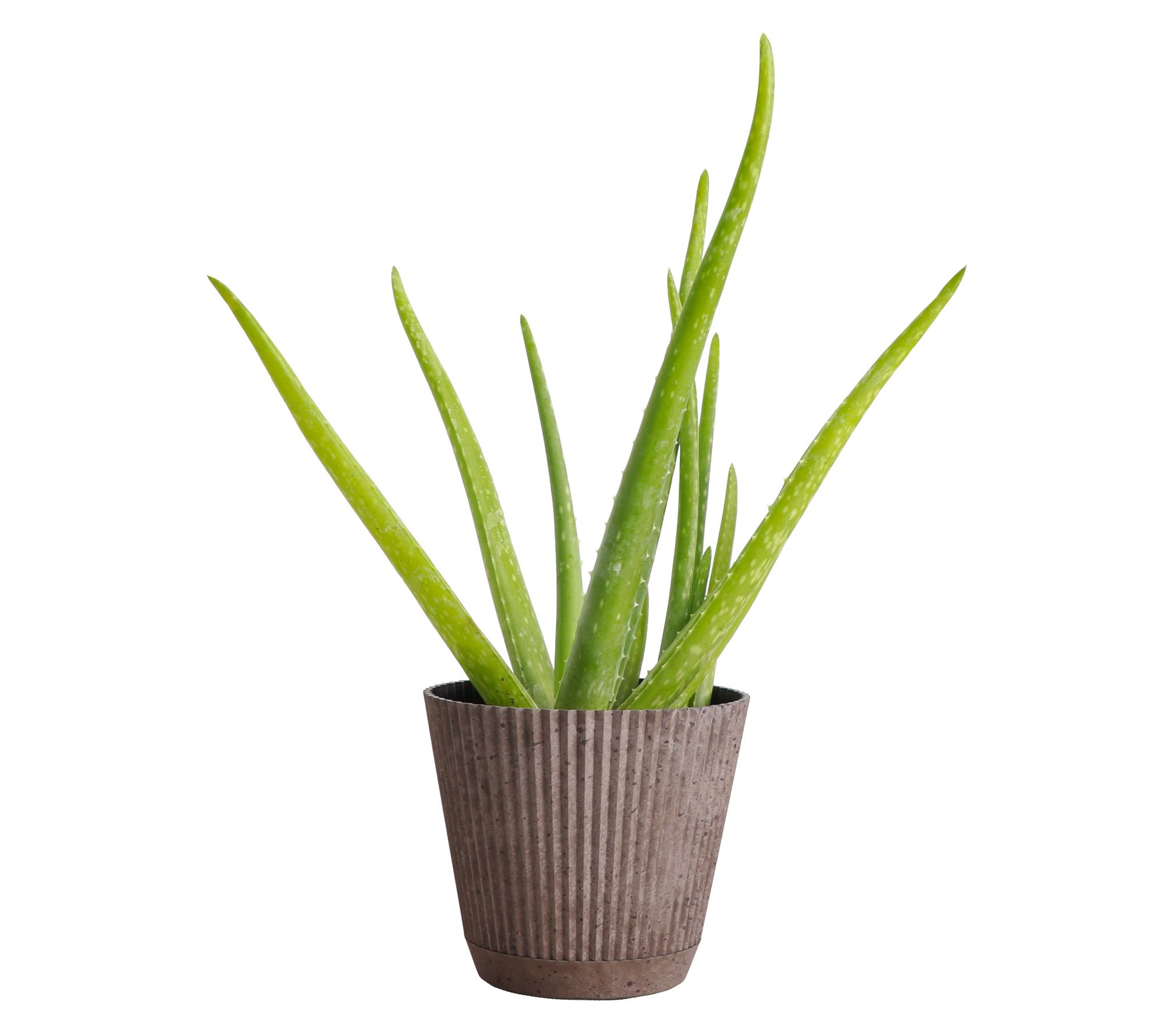 Thorsen's Greenhouse Live 4" Aloe Vera Plant in  Ruffle Pot