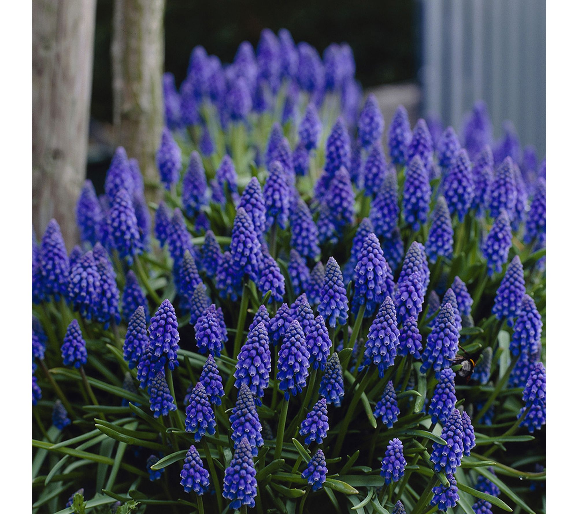 Van Zyverden Grape Hyacinths Qty Landscape Set of 2000 Bulbs