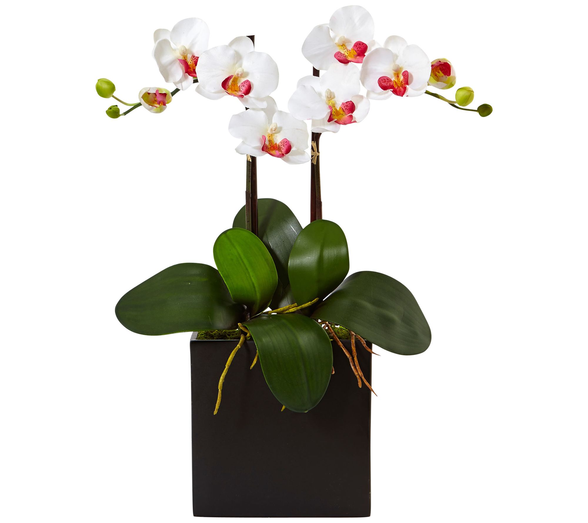 Double Stem Mini Phalaenopsis in Black Vase byearly Natural