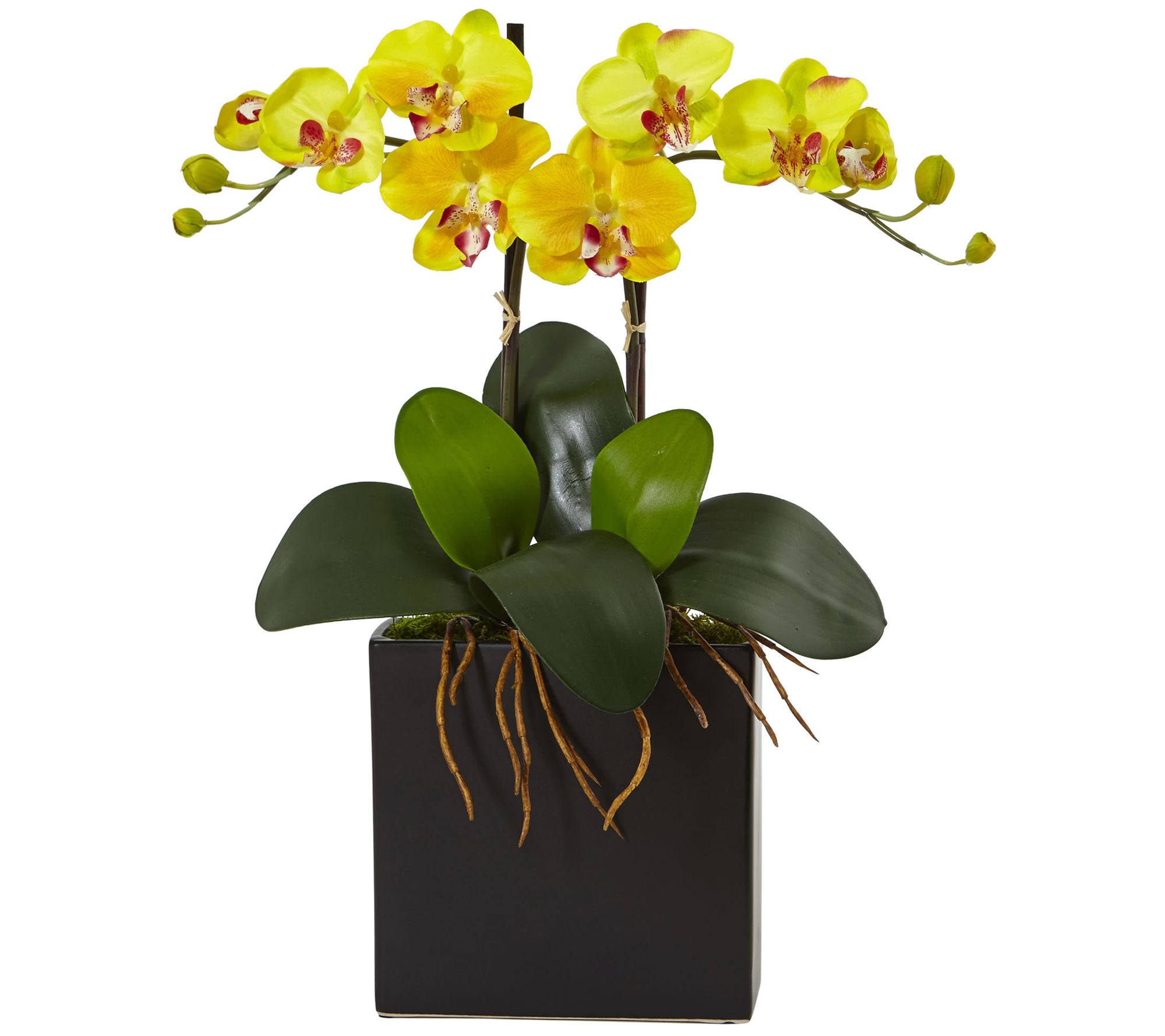 Double Stem Mini Phalaenopsis in Black Vase byearly Natural