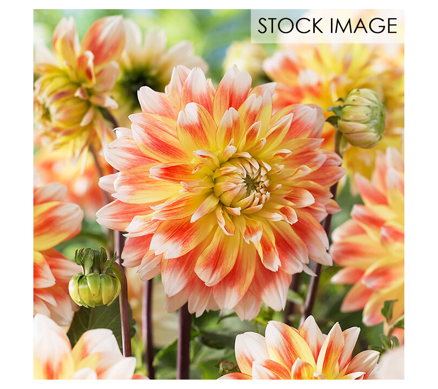 Van Zyverden Dahlias Peaches and Cream Set of 3Bulbs