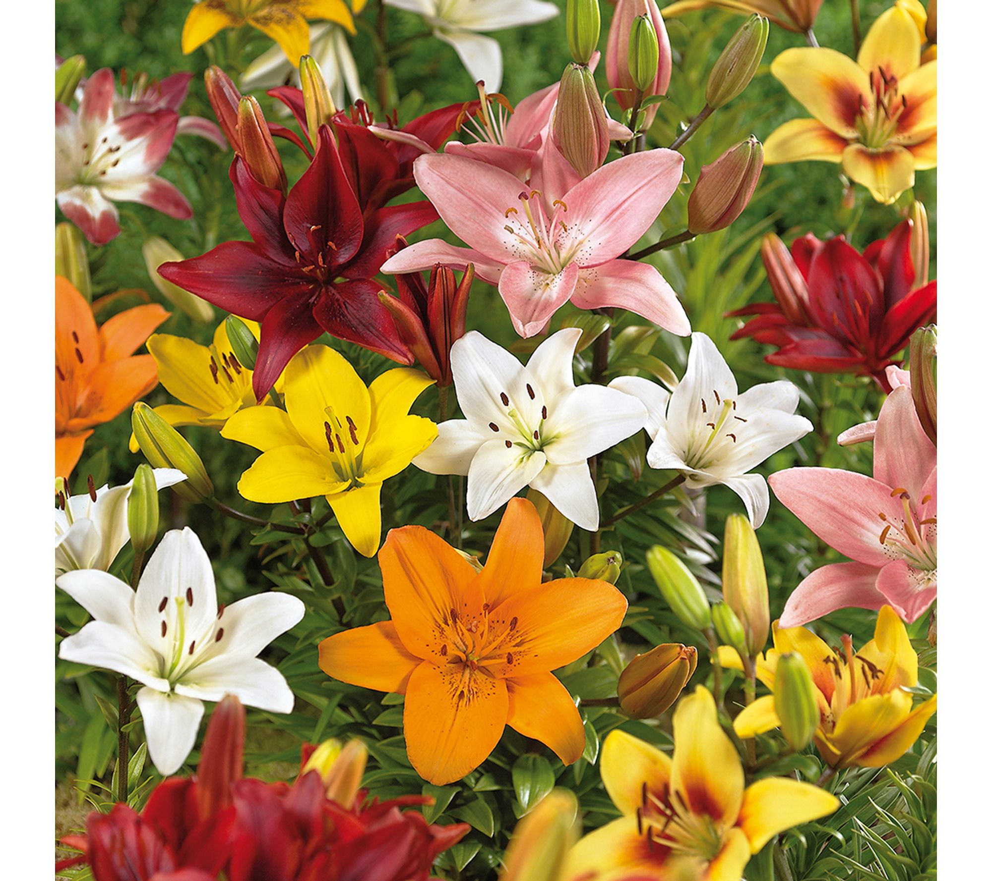 Van Zyverden Lilies Asiatic Mixed Landscape Set of 600 Bulbs