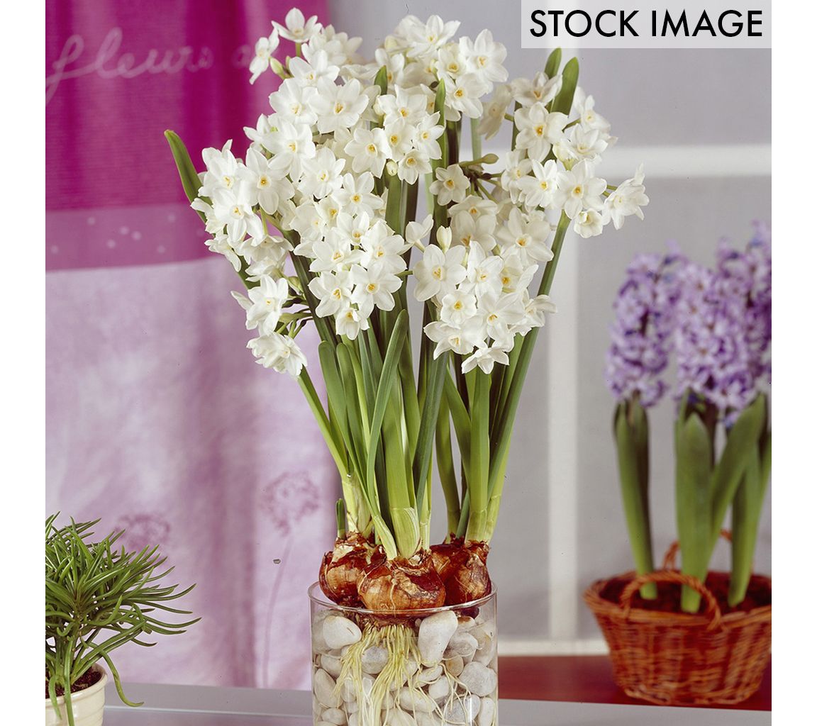 Van Zyverden Large Paperwhites Set of 12 Bulbs