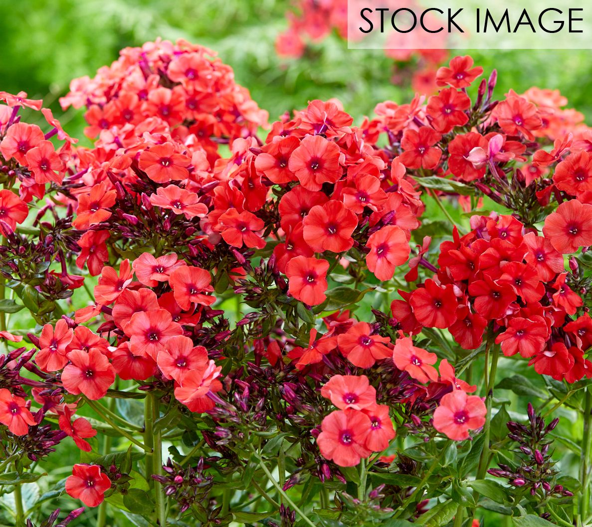 Van Zyverden Tall Phlox Paniculata Orange Perfection 5 Roots