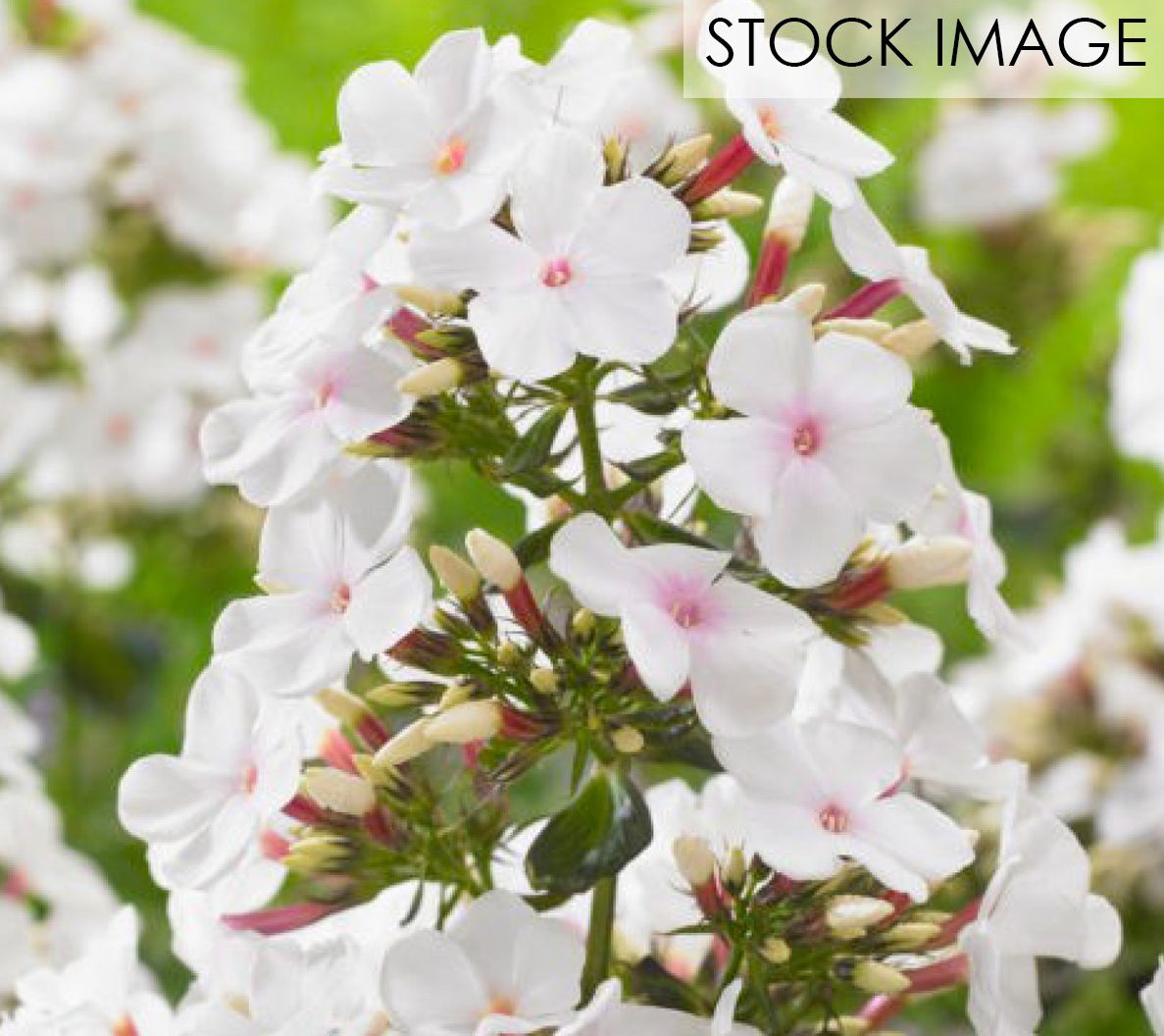 Van Zyverden Tall Phlox Paniculata Popeye Set of 5 Roots