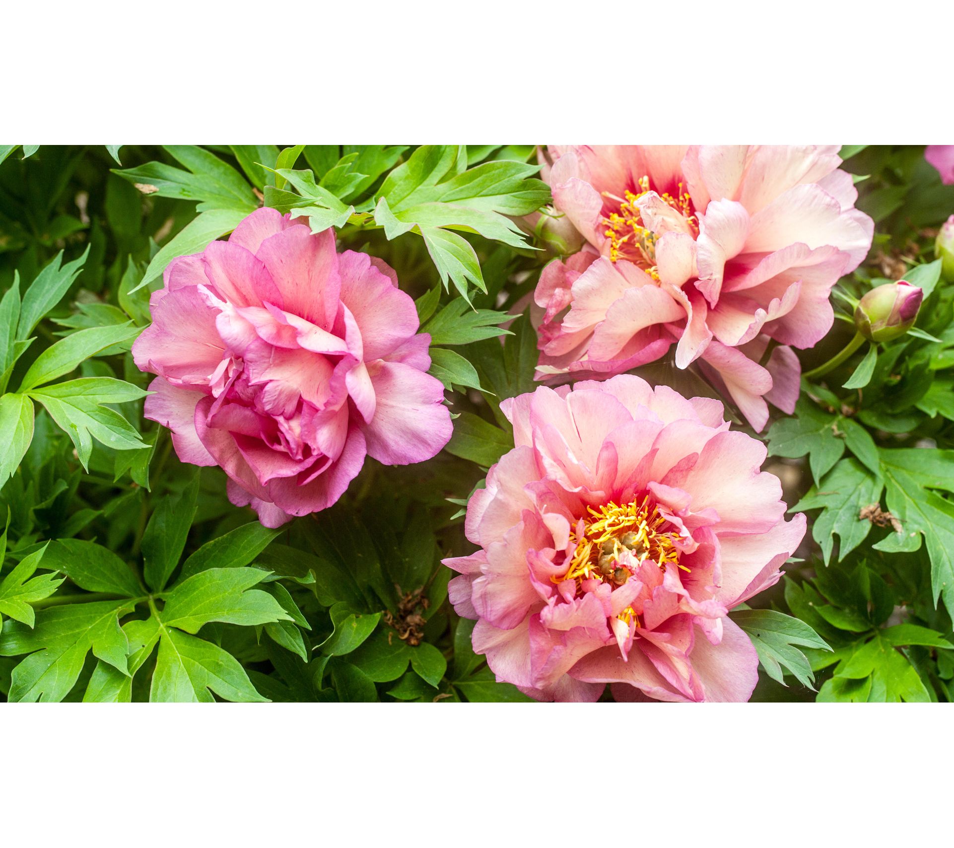 itto☹　発芽美人 HP-70 ピンク Amazon.co.jp: マイコン電気発芽器 発芽美人 HP-70 ライトグレー