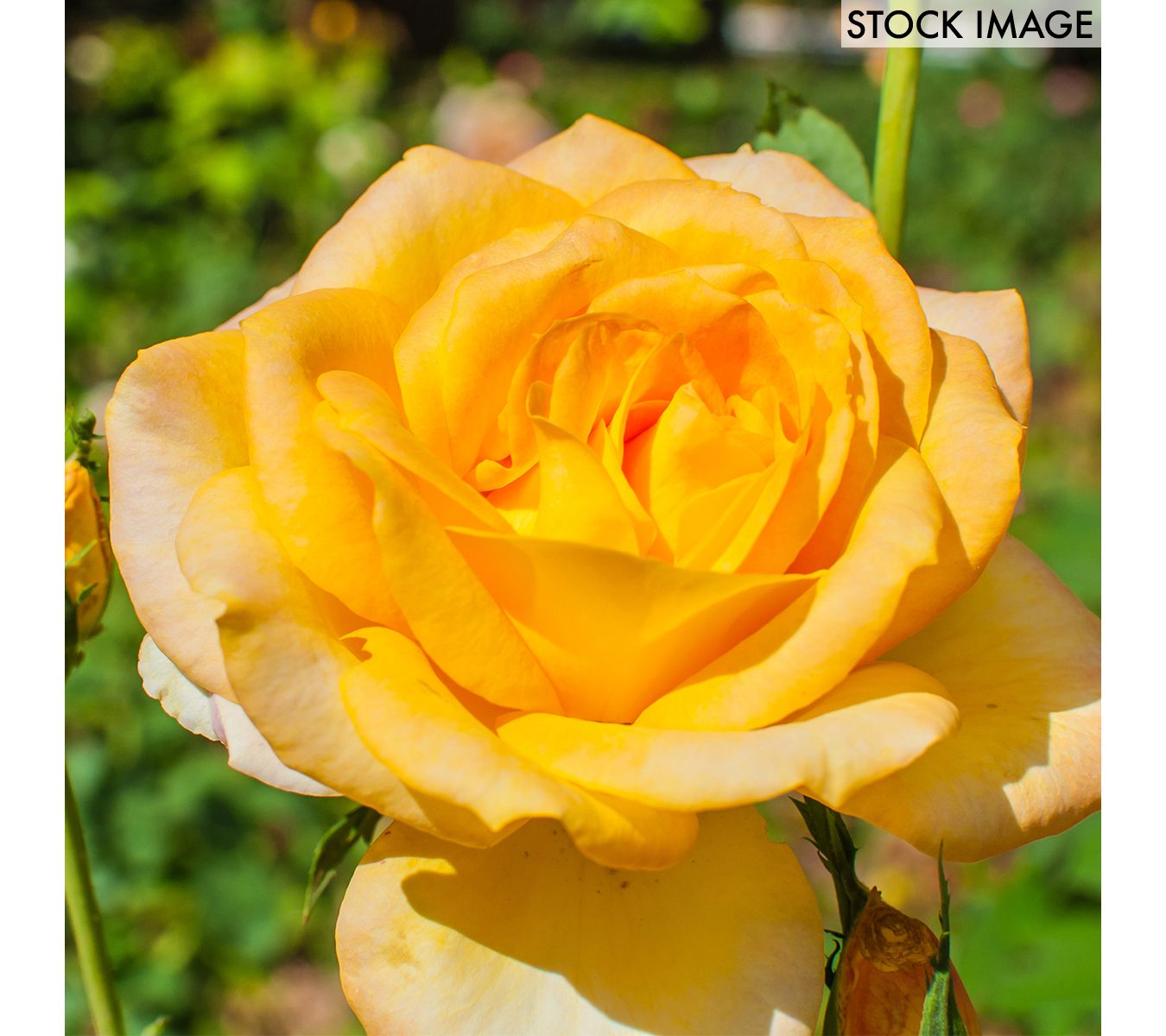 Van Zyverden Roses Gold Metal 1 Root Stock