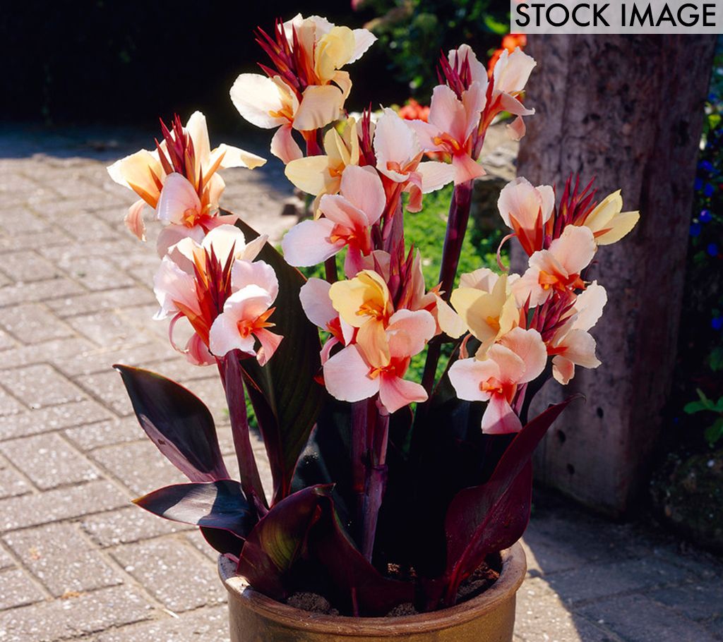 Van Zyverden Cannas Angel Martin Set of 5 Bulbs