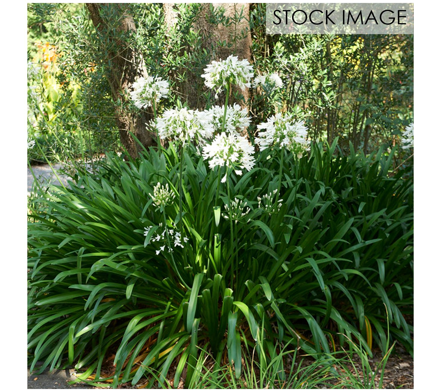 Van Zyverden Agapanthus White Set of 3 Roots