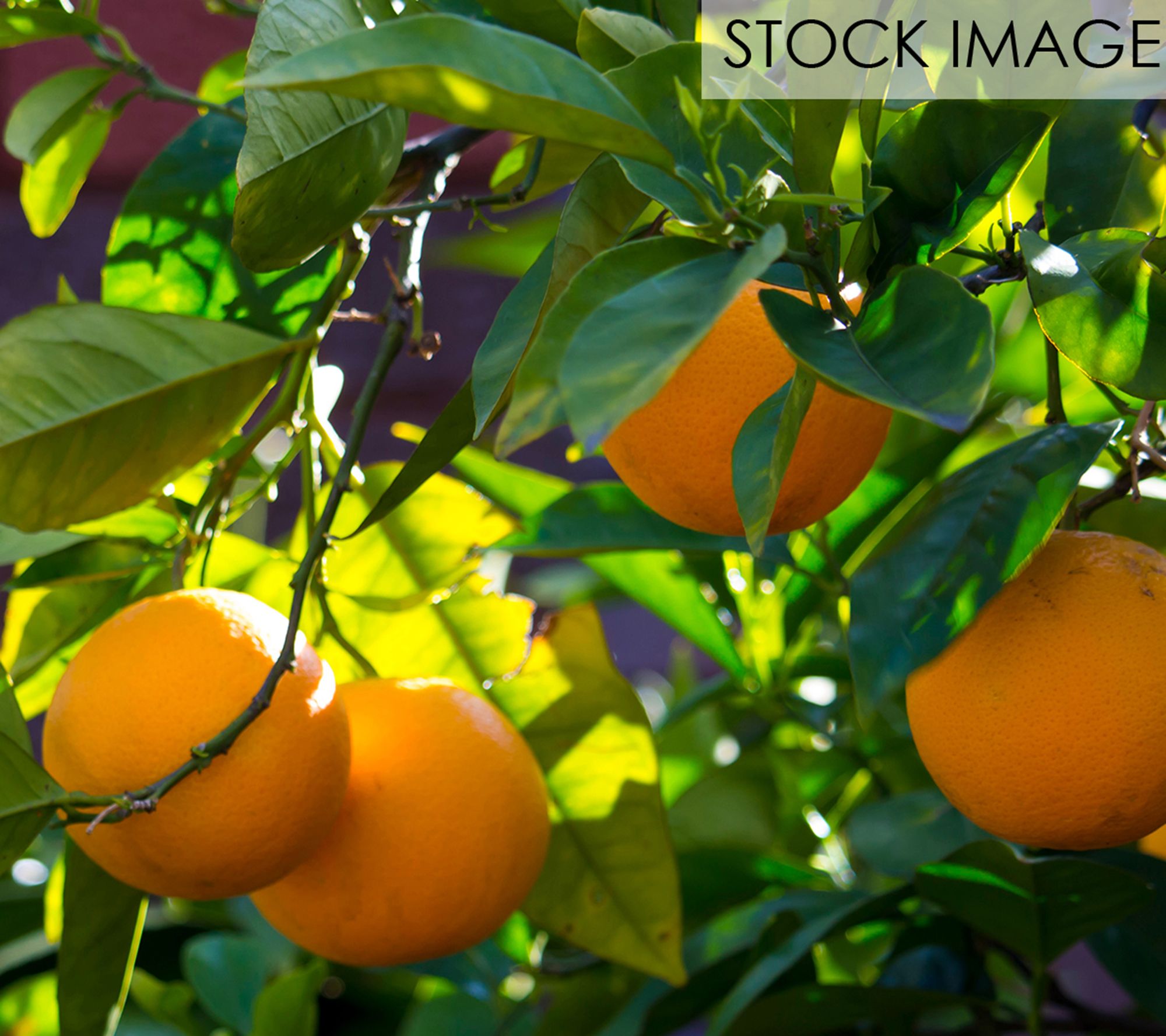 Van Zyverden Semi Dwarf Orange Citrus Tree Washington Navel Qvc Com