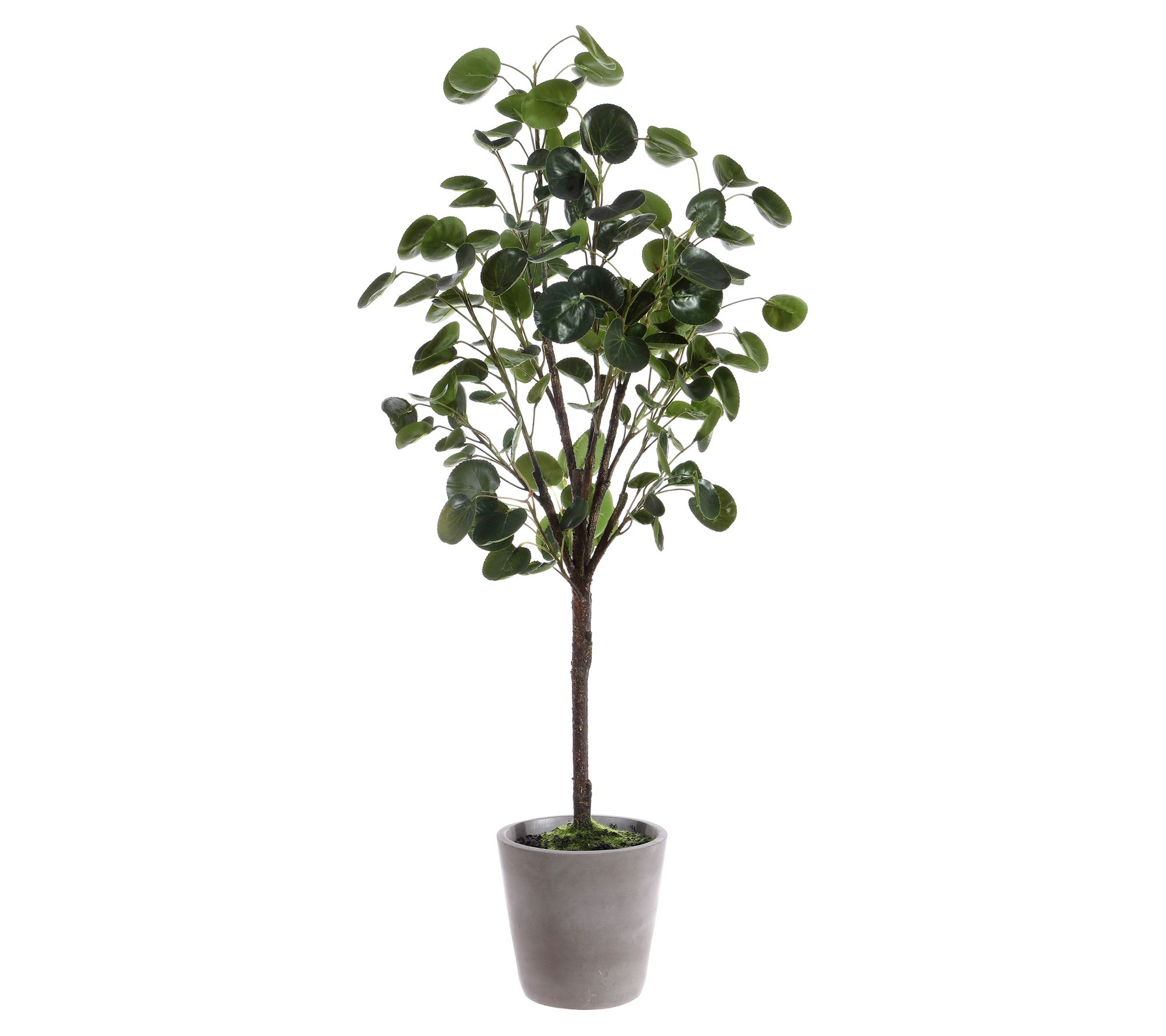 Safavieh Faux Polyscias Fruticosa Potted Tree