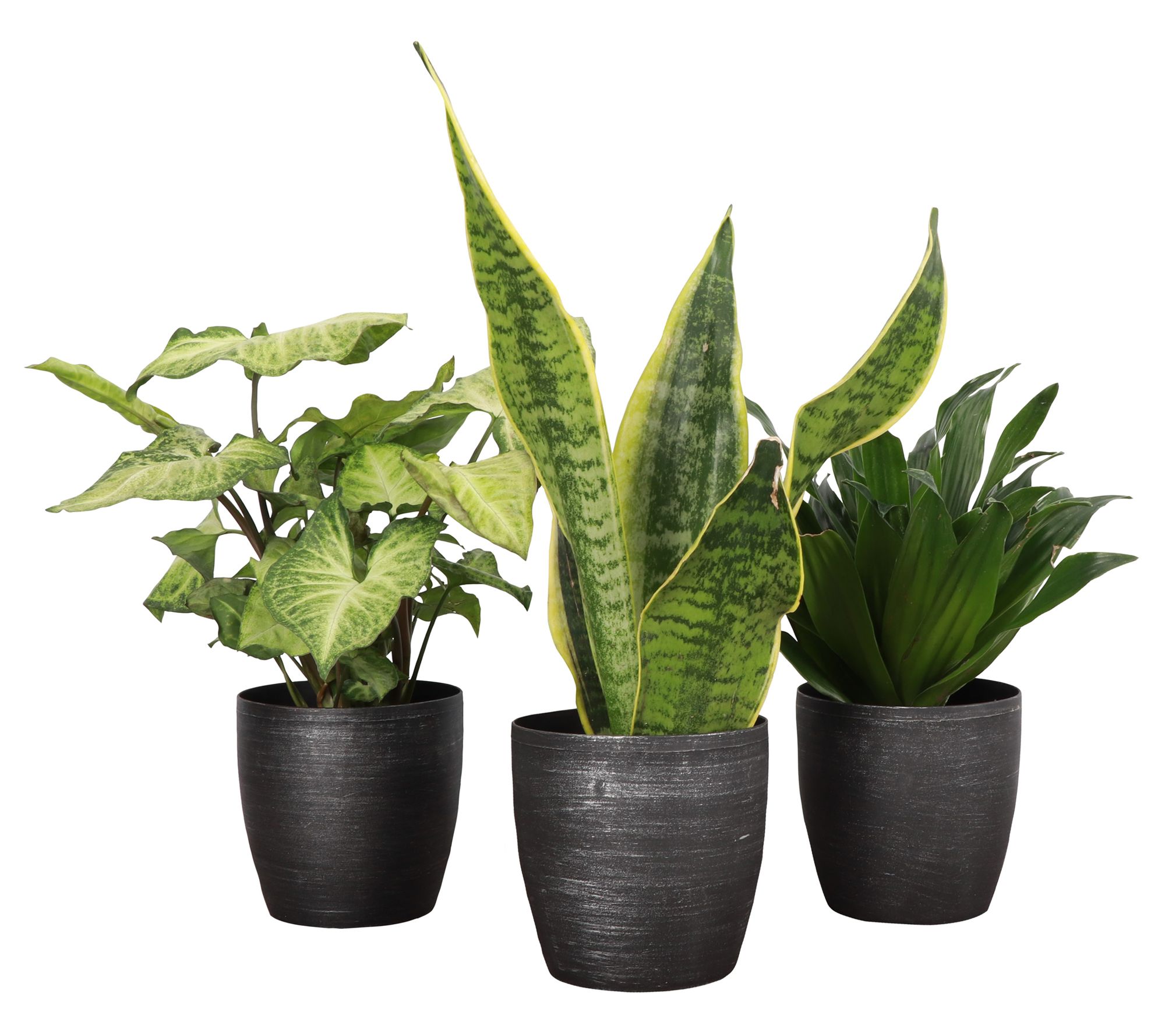 Thorsen's Greenhouse Set of 3 Live 4" Low LightHouseplants