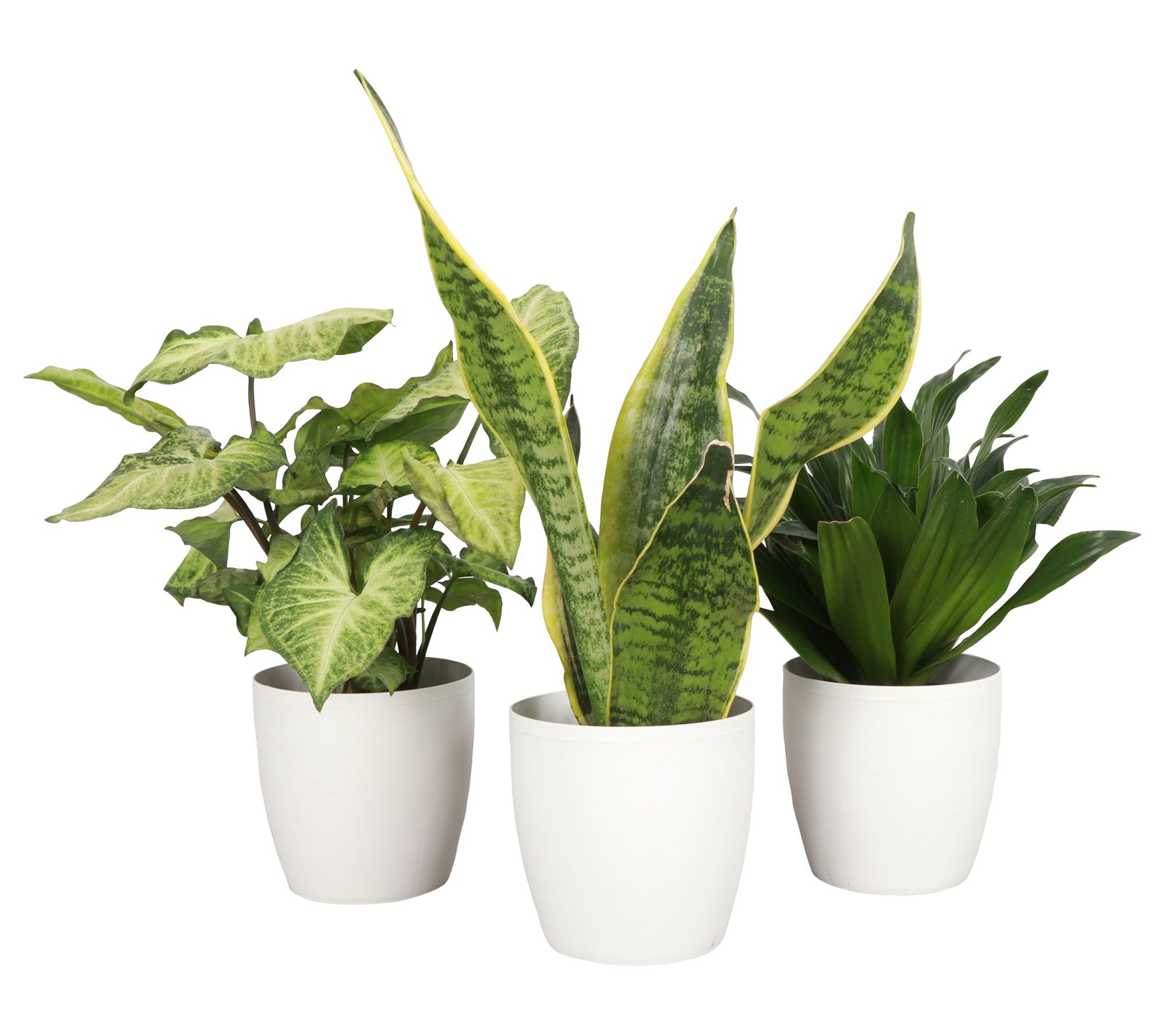 Thorsen's Greenhouse Set of 3 Live 4" Low LightHouseplants