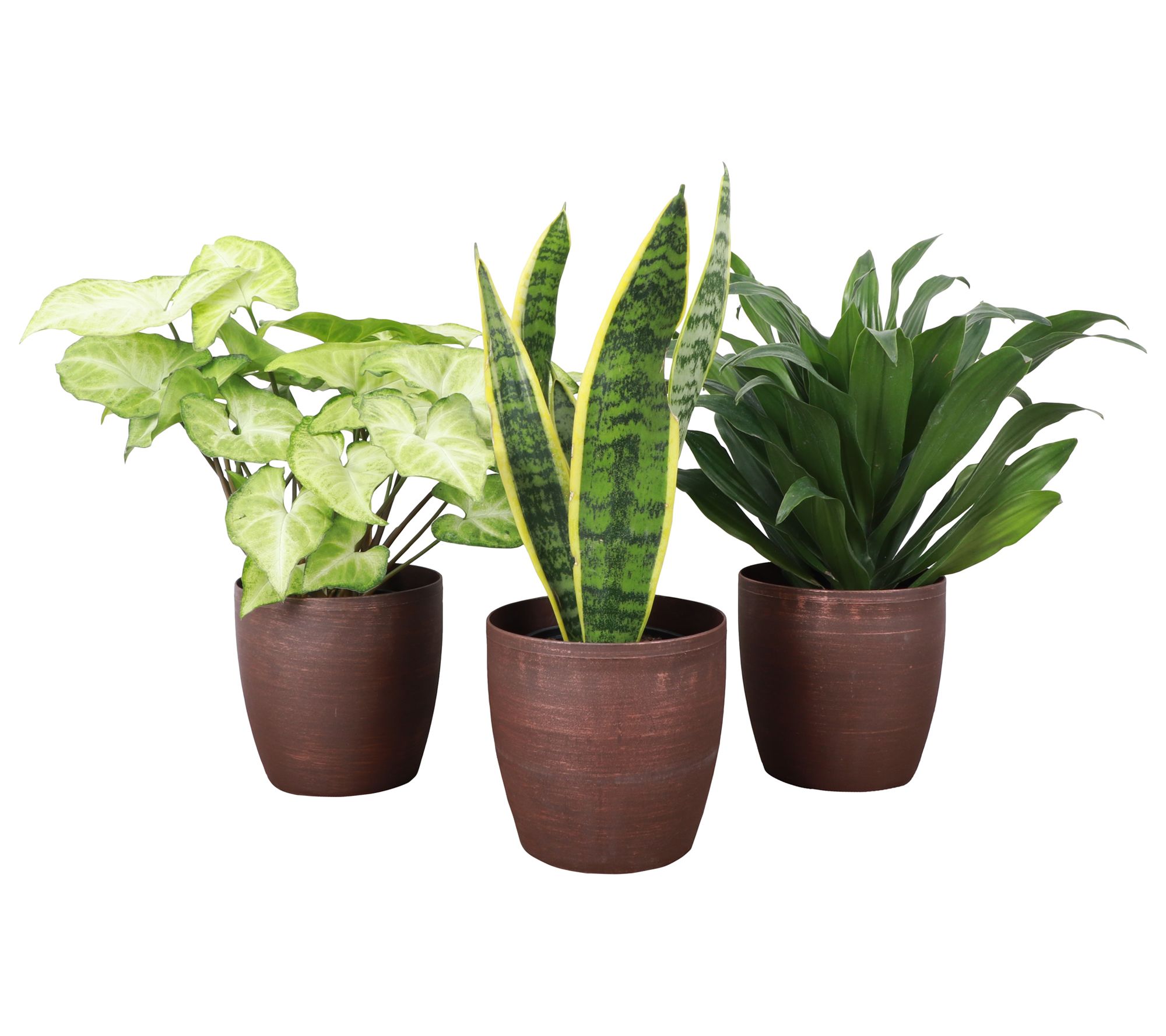 Thorsen's Greenhouse Set of 3 Live 4" Low LightHouseplants