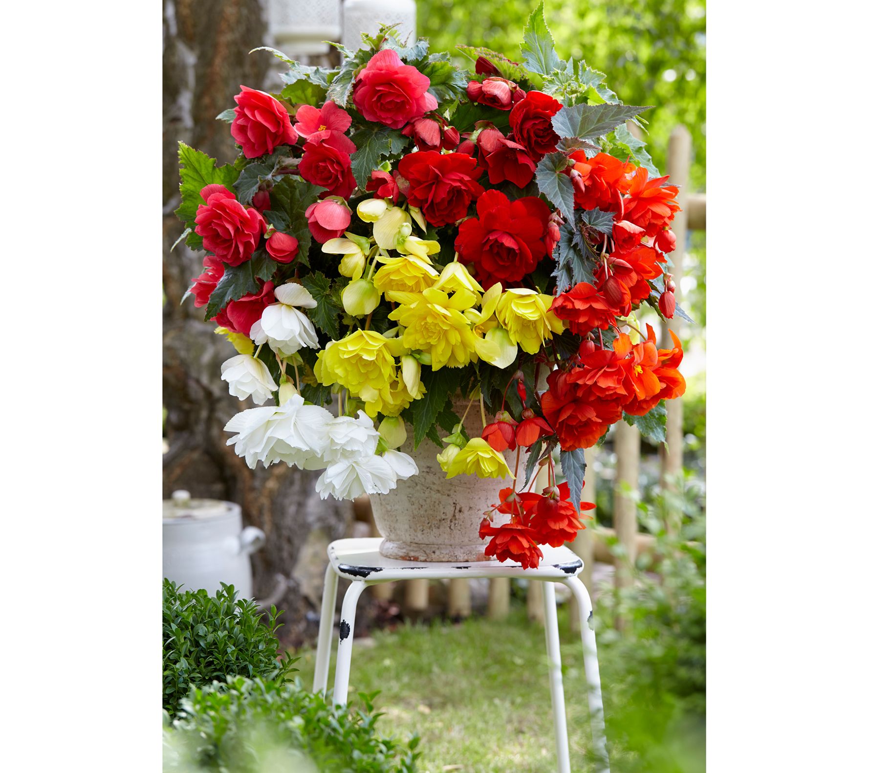 Ships 4/14 Roberta's 4-Piece Cascading Begonia Collection