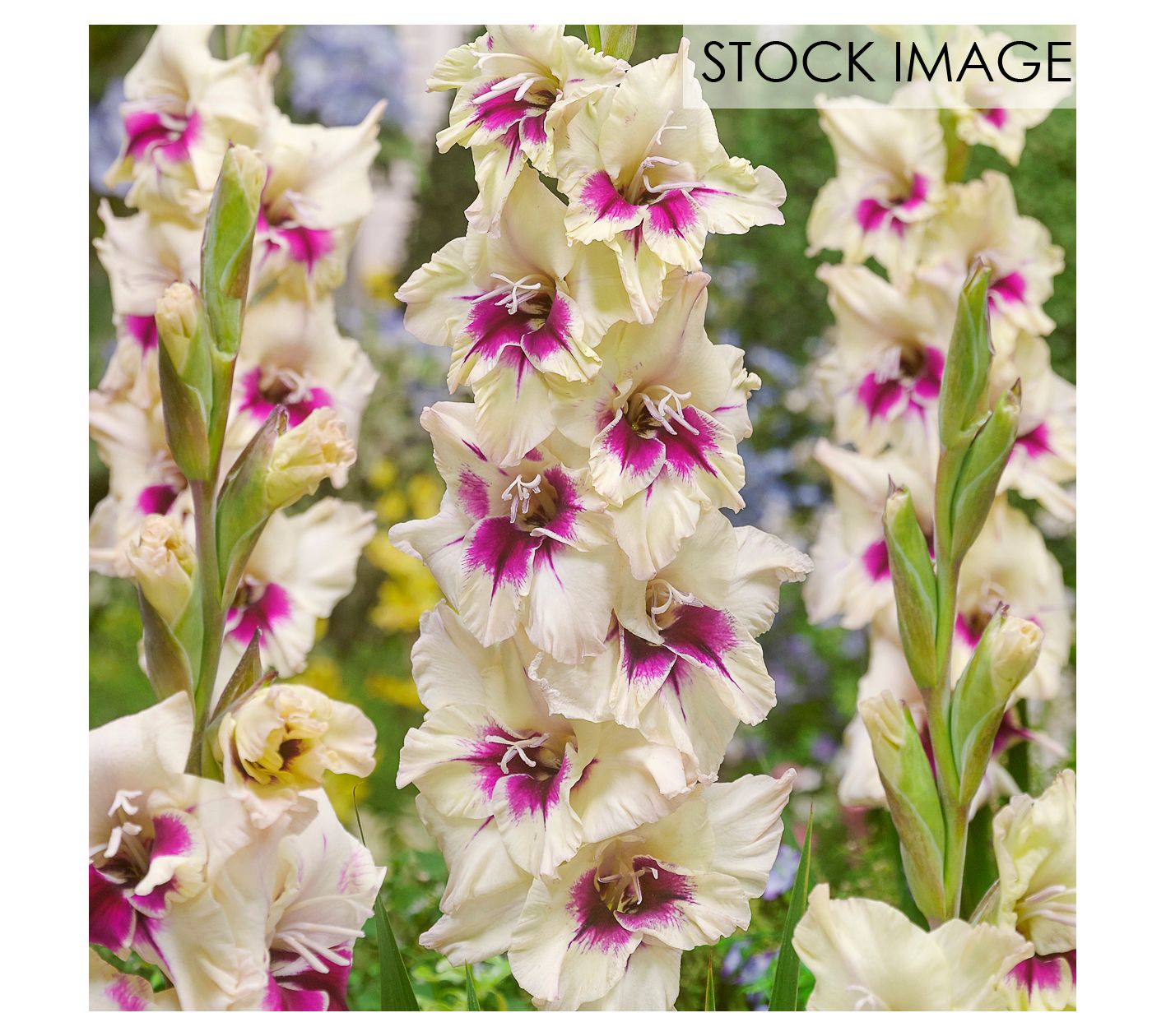 Van Zyverden Gladiolus Large Amber Mystique Setof 12 Bulbs