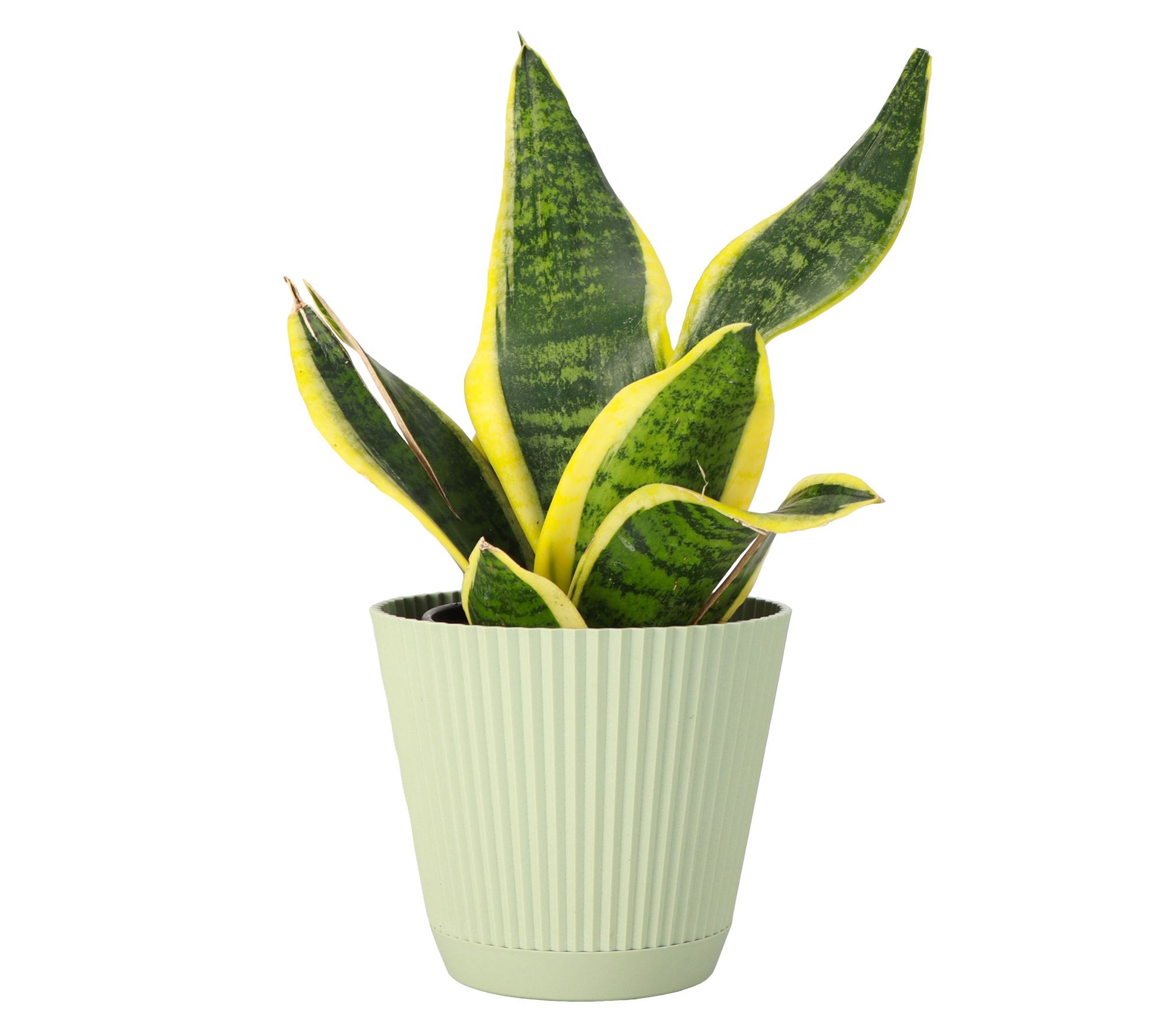 Thorsen's Greenhouse 4" Variegated Snake Plant,Ruffle Pot