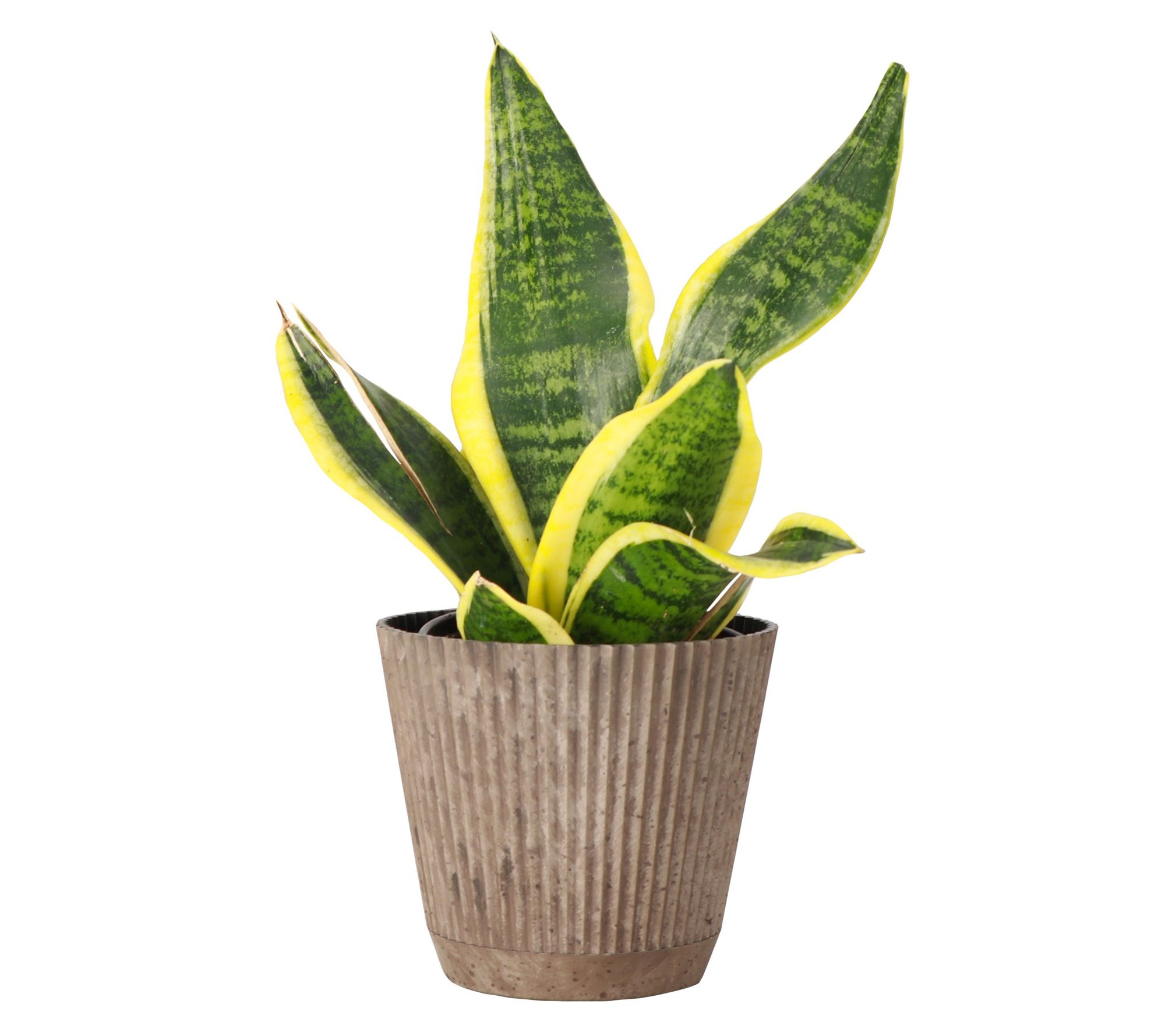 Thorsen's Greenhouse 4" Variegated Snake Plant,Ruffle Pot