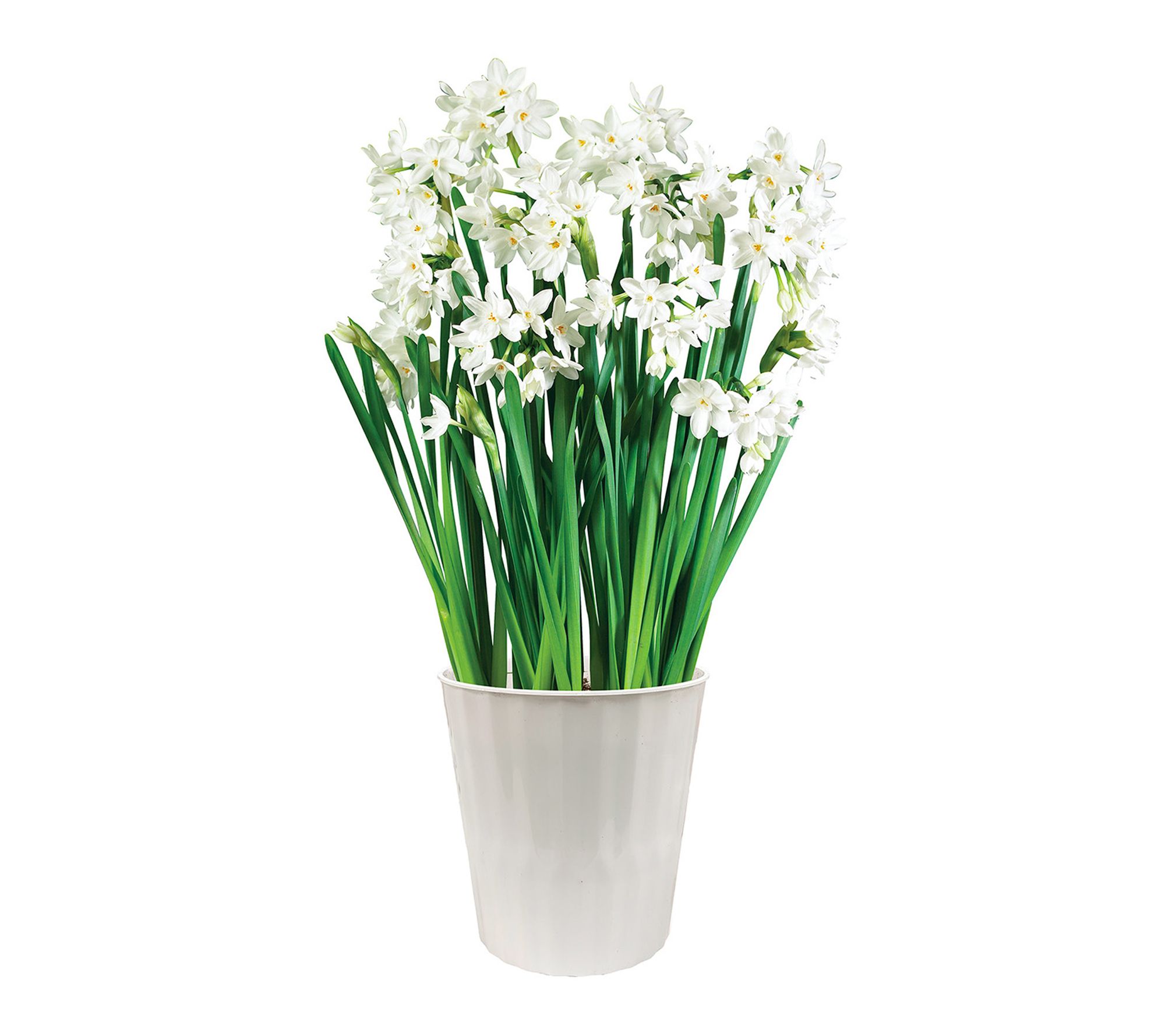 Van Zyverden Paperwhite Kit with Red Deco Planter 3 Bulb
