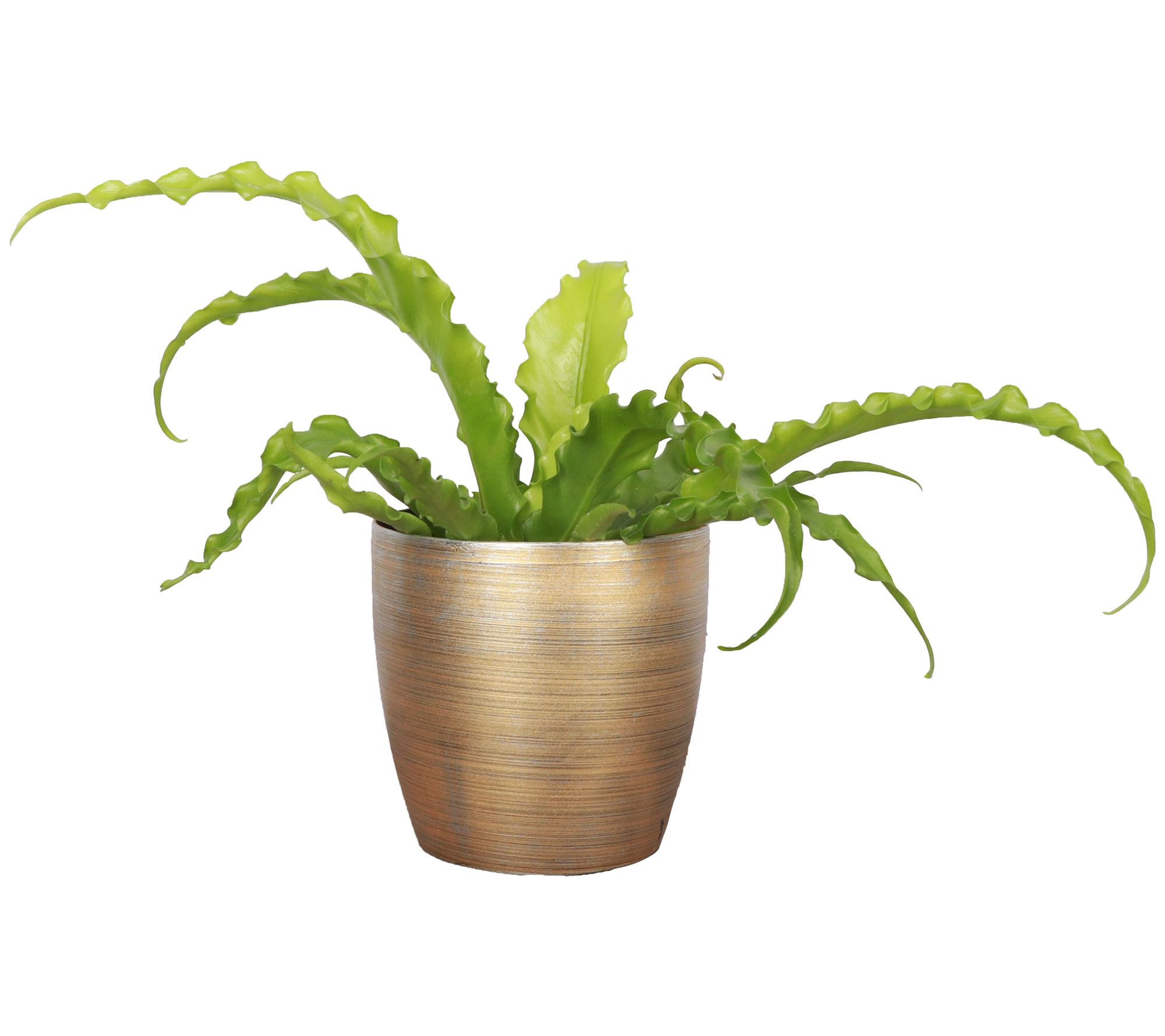 Thorsen's Greenhouse Live 4" Victoria Fern in Classic Pot
