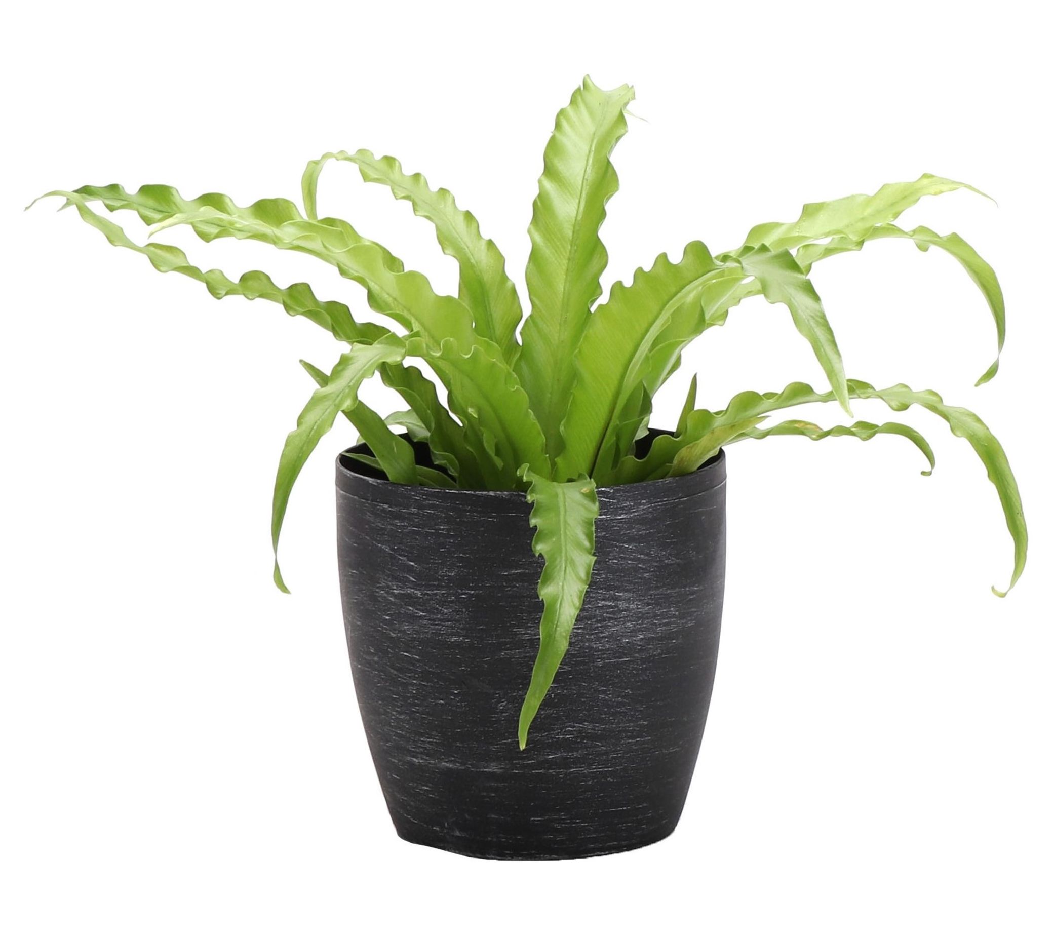 Thorsen's Greenhouse Live 4" Victoria Fern in Classic Pot