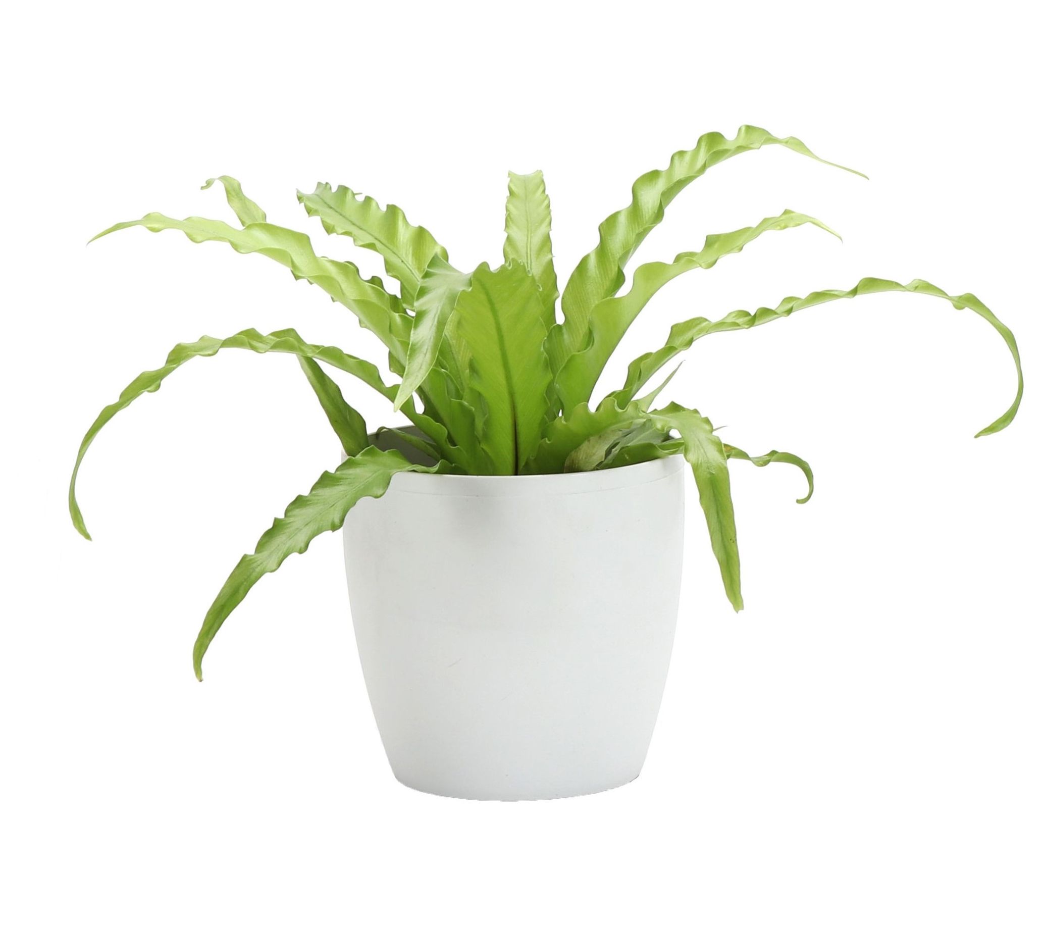 Thorsen's Greenhouse Live 4" Victoria Fern in Classic Pot
