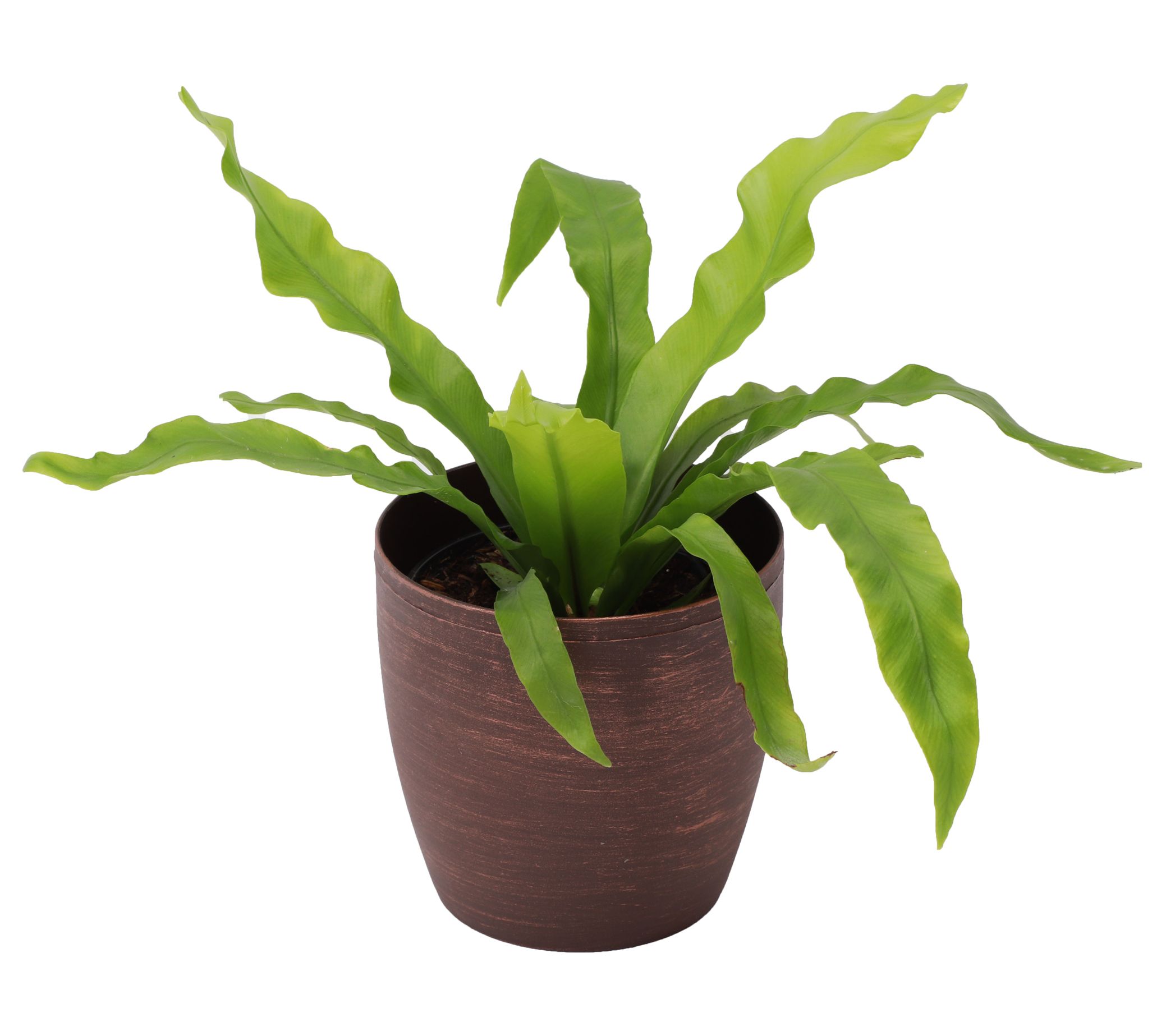 Thorsen's Greenhouse Live 4" Victoria Fern in Classic Pot