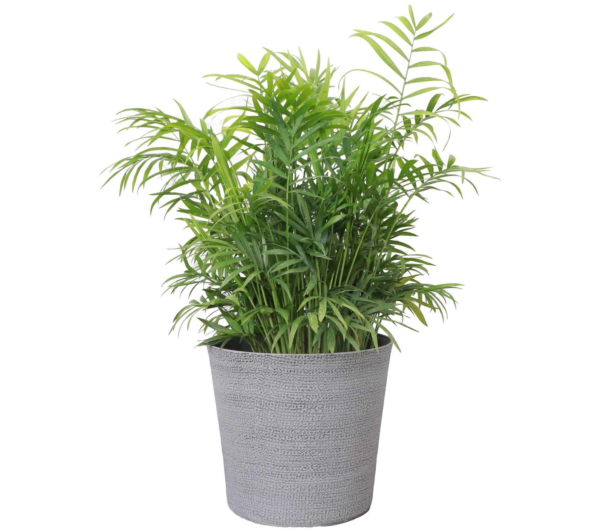 Thorsen's Greenhouse Live 6" Parlor Palm in Classic Pot